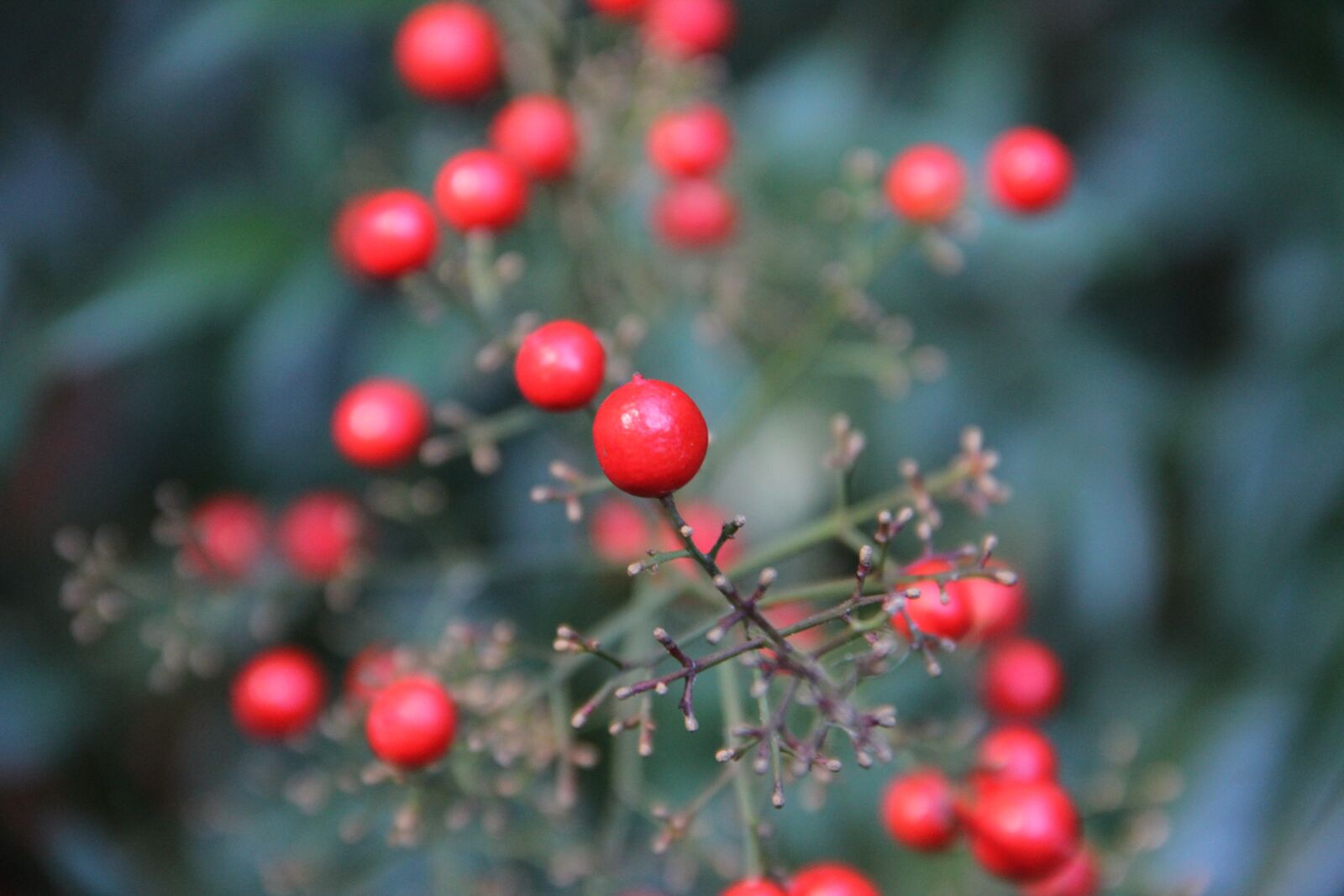 Canon EOS 60D sample photo. Tree, winter, nature photography