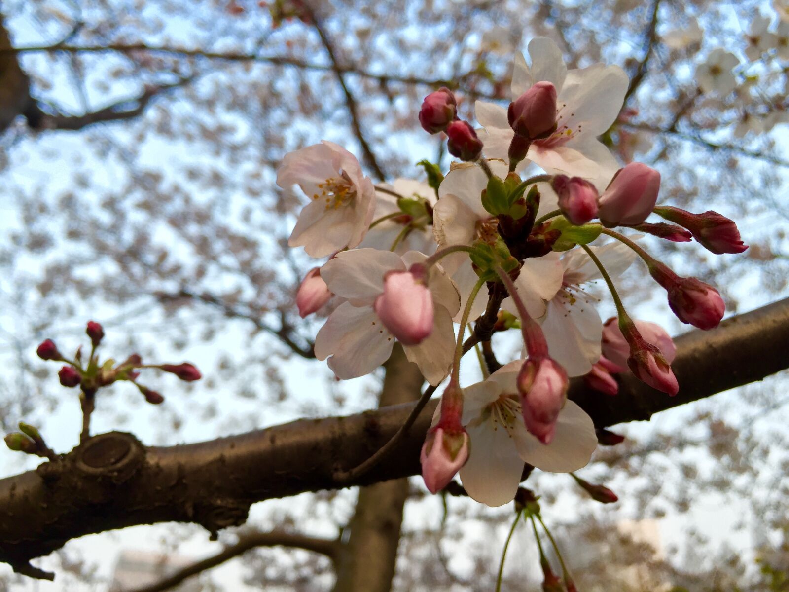 Apple iPhone 6 sample photo. Shanghai, fudan university, spring photography