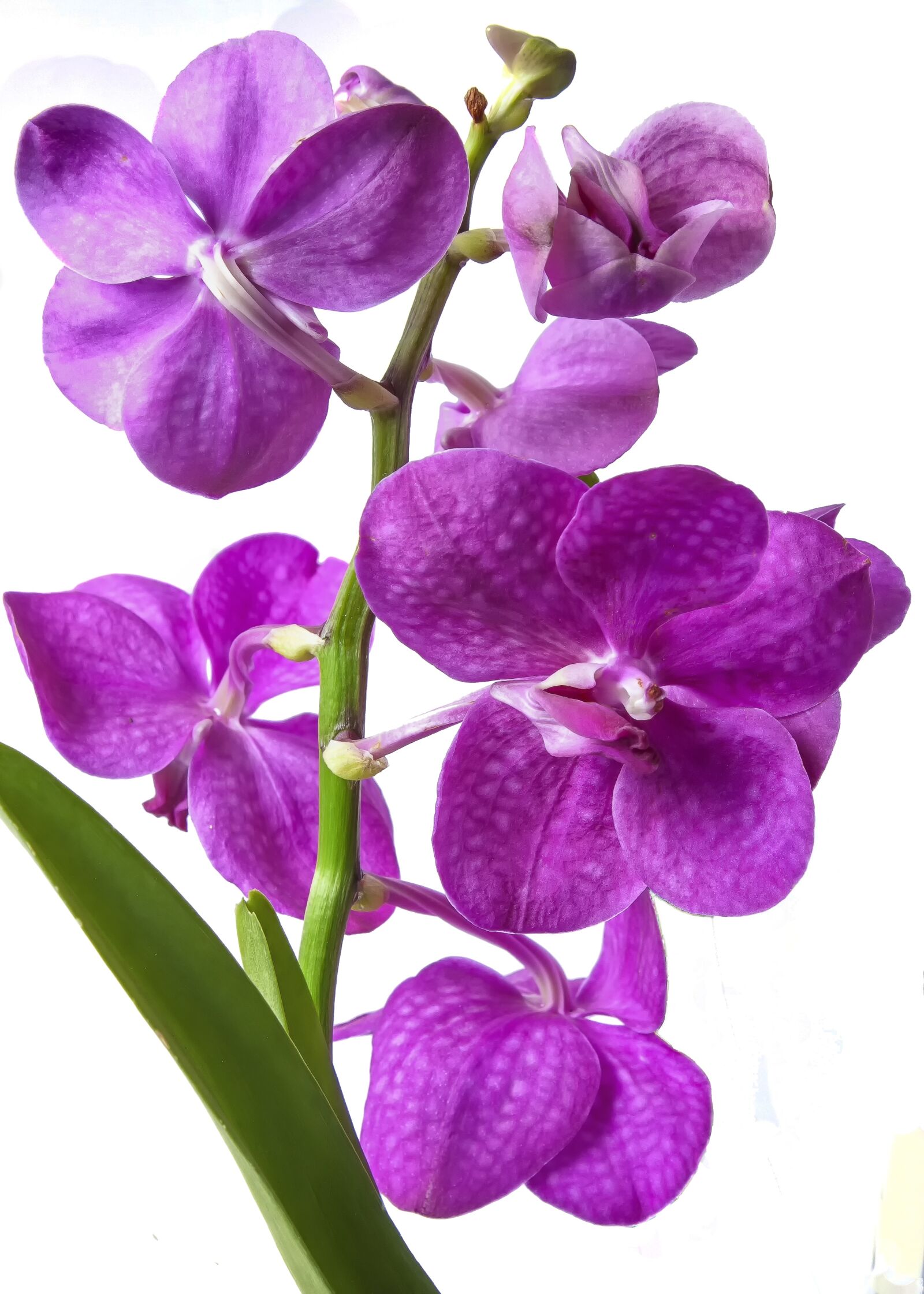 Canon EOS 50D + Canon EF 24-105mm F4L IS USM sample photo. Vanda orchid, pink, exotic photography
