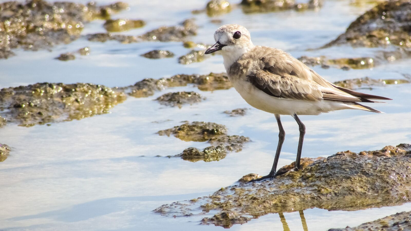 Canon PowerShot SX400 IS sample photo. Stint, grey, seabird photography