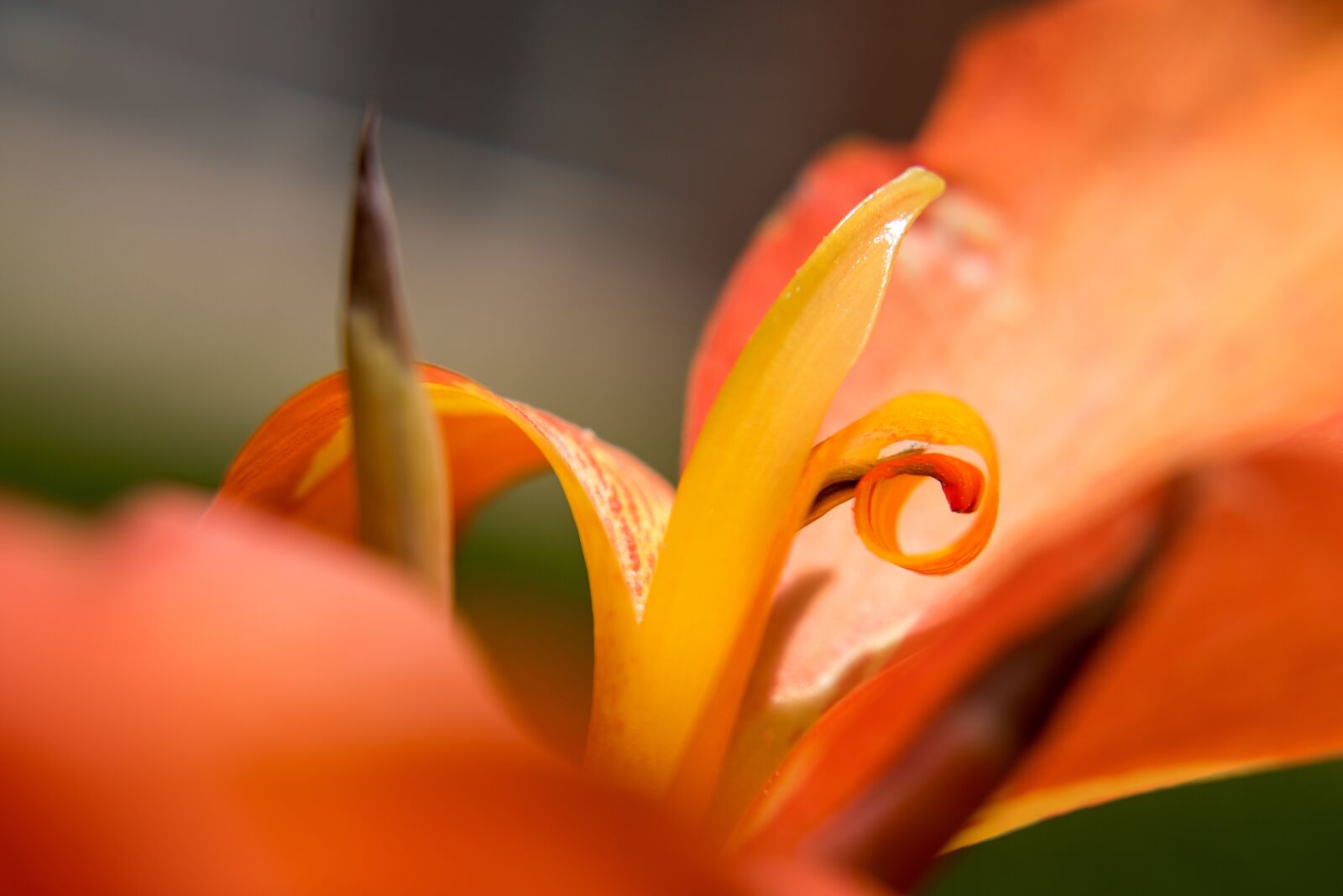 Nikon D750 sample photo. Flower, macro, close up photography