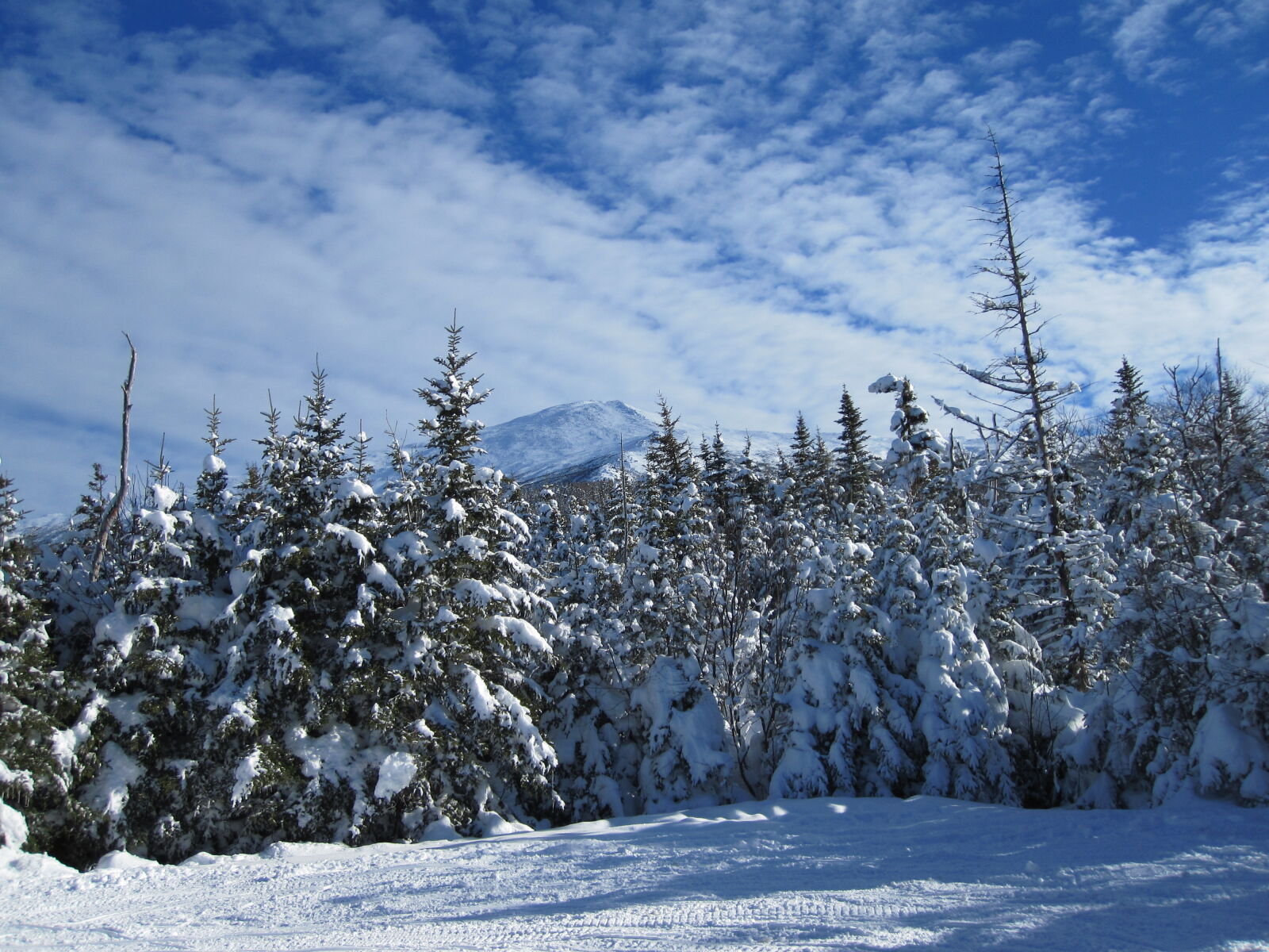 Canon PowerShot SD780 IS (Digital IXUS 100 IS / IXY Digital 210 IS) sample photo. Snow, trees, winter, forest photography