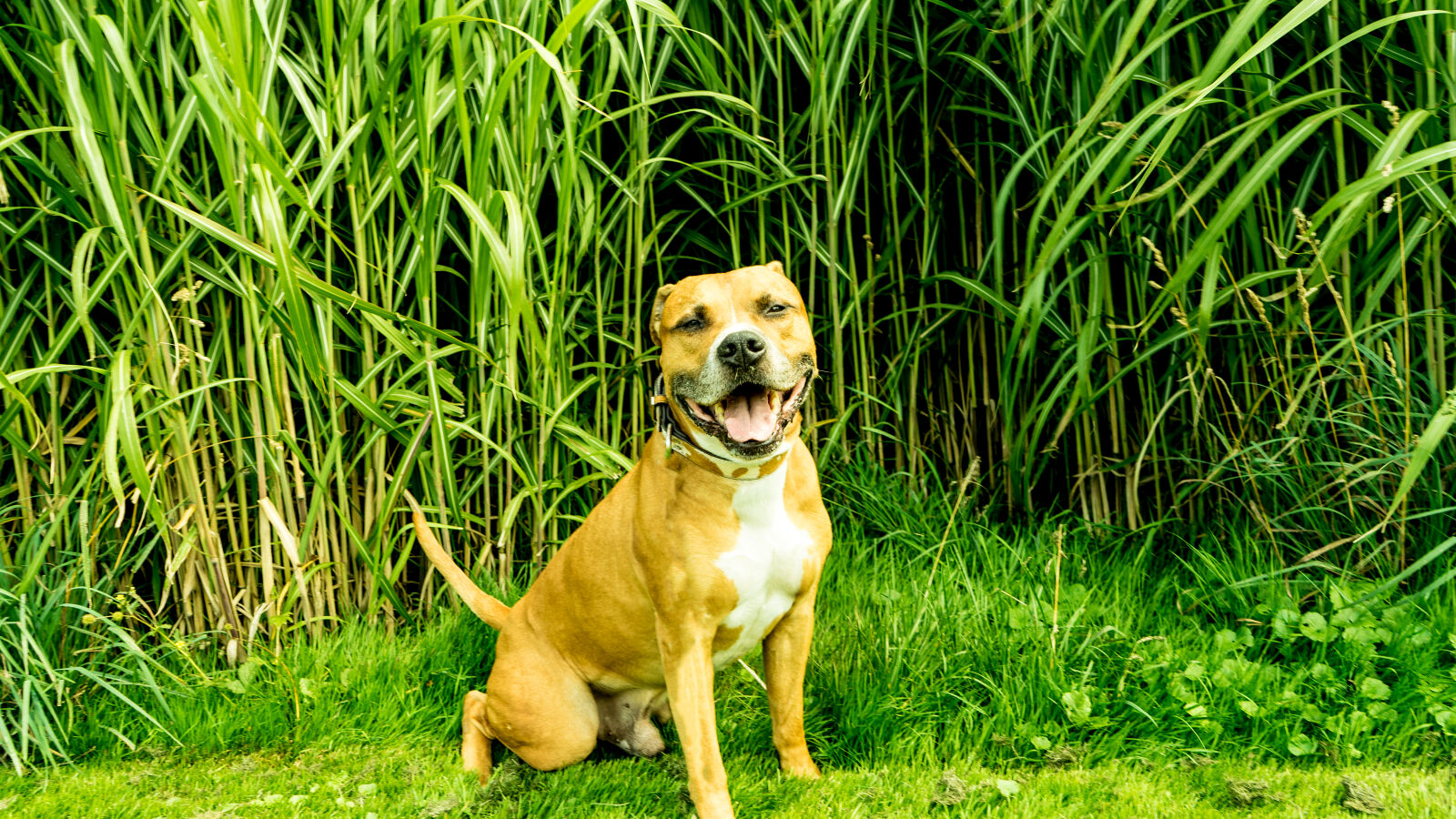 Sony a7 II + Sony FE 28-70mm F3.5-5.6 OSS sample photo. Dog, jungle, pitbull, winterthur photography