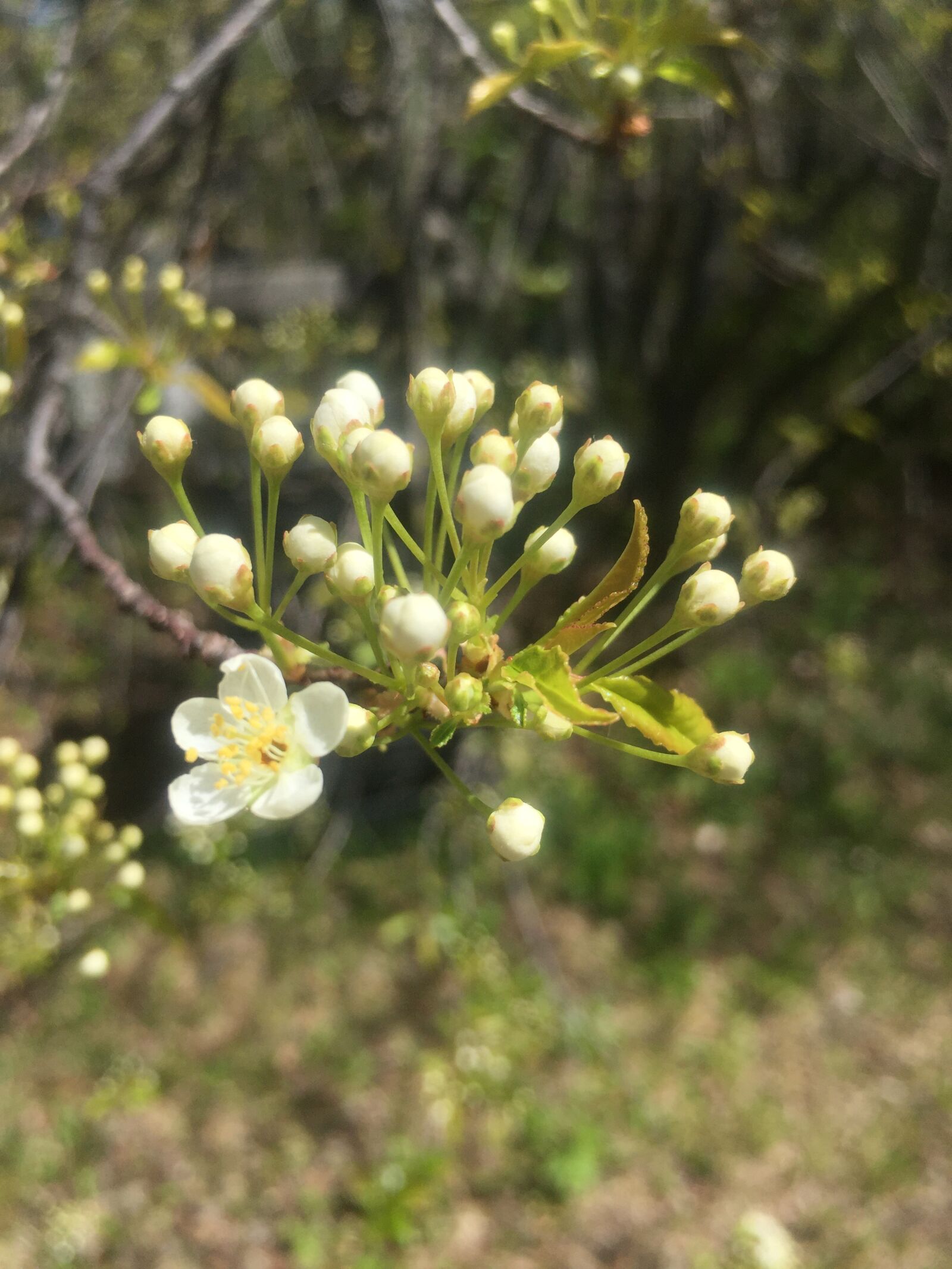 iPhone 6 back camera 4.15mm f/2.2 sample photo. Pin cherry, wild flower photography