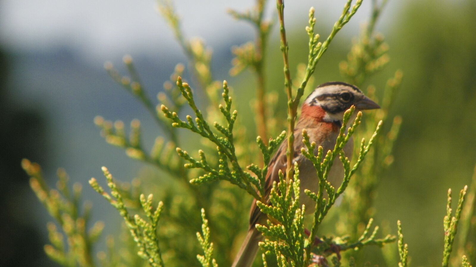 Kodak EasyShare Z981 sample photo. Hacksaw, bird, zonotrichia capensis photography