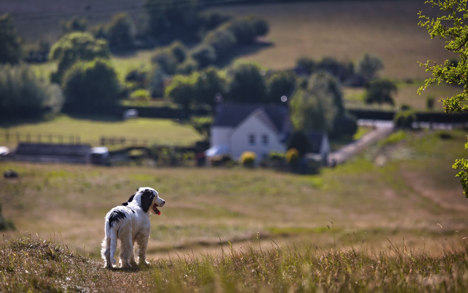 Canon EF 70-200mm F4L IS USM sample photo. Puppy, countryside, reflect photography