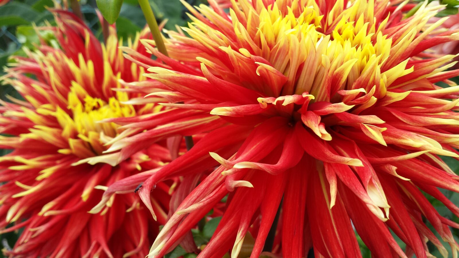 Samsung Galaxy S4 sample photo. Flowers, red, yellow photography