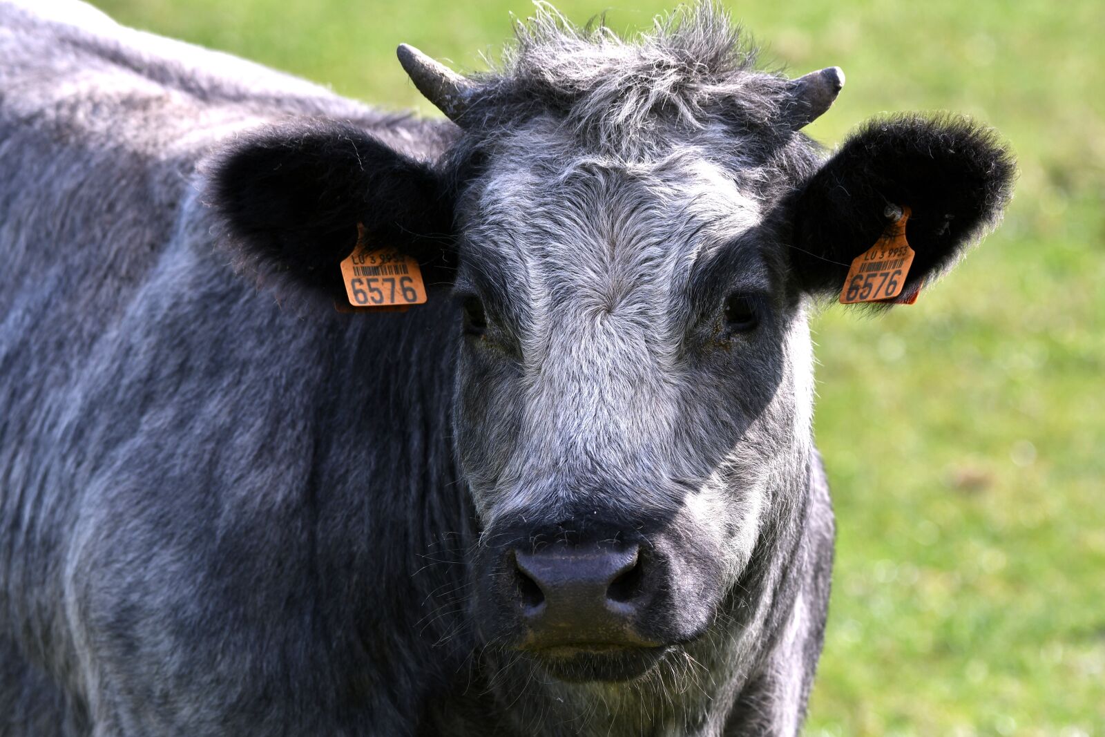 Nikon D500 sample photo. Cow, herkauwer, mammal photography