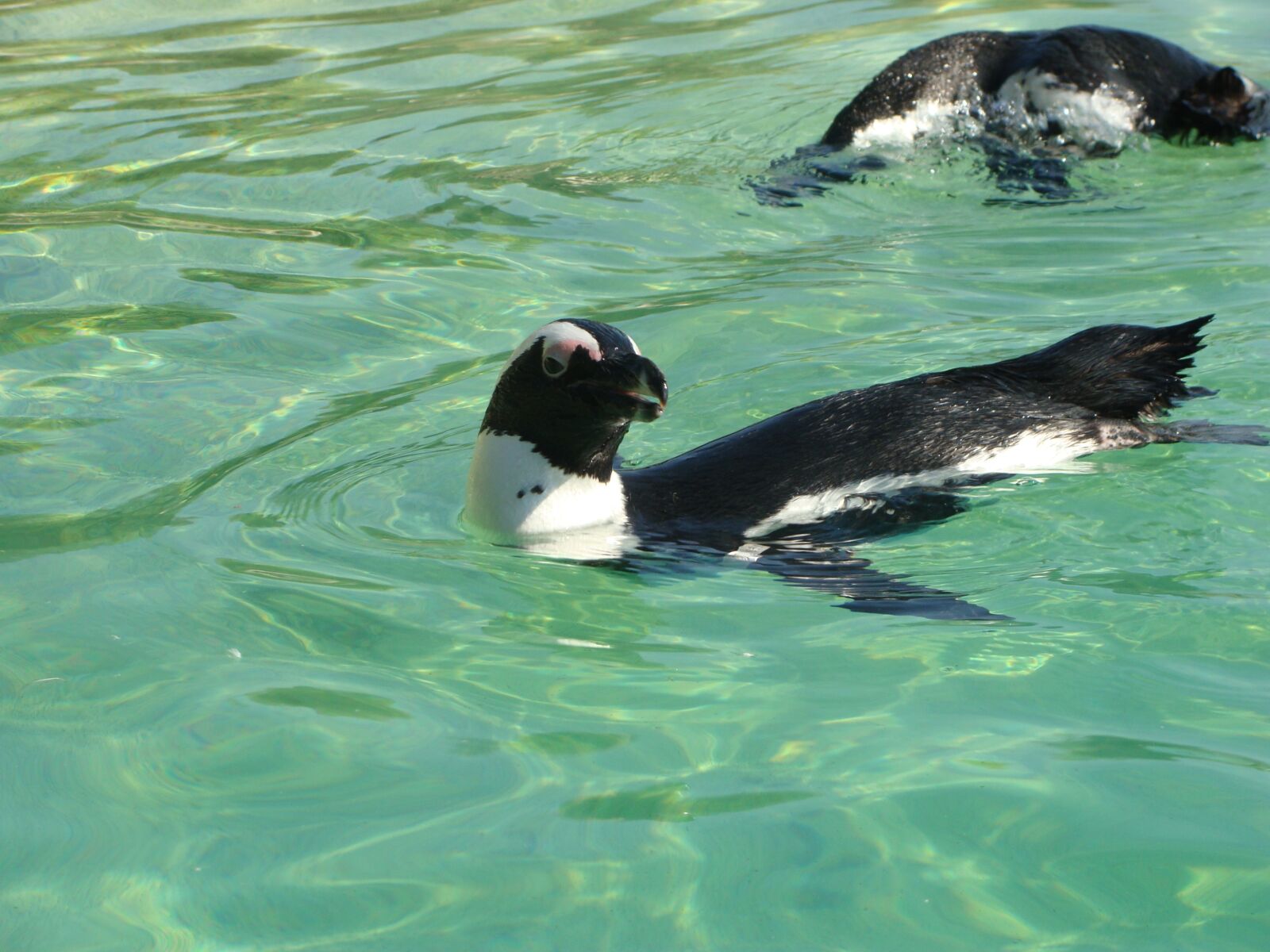 Sony Cyber-shot DSC-H10 sample photo. Penguin, zoo, marine mammal photography