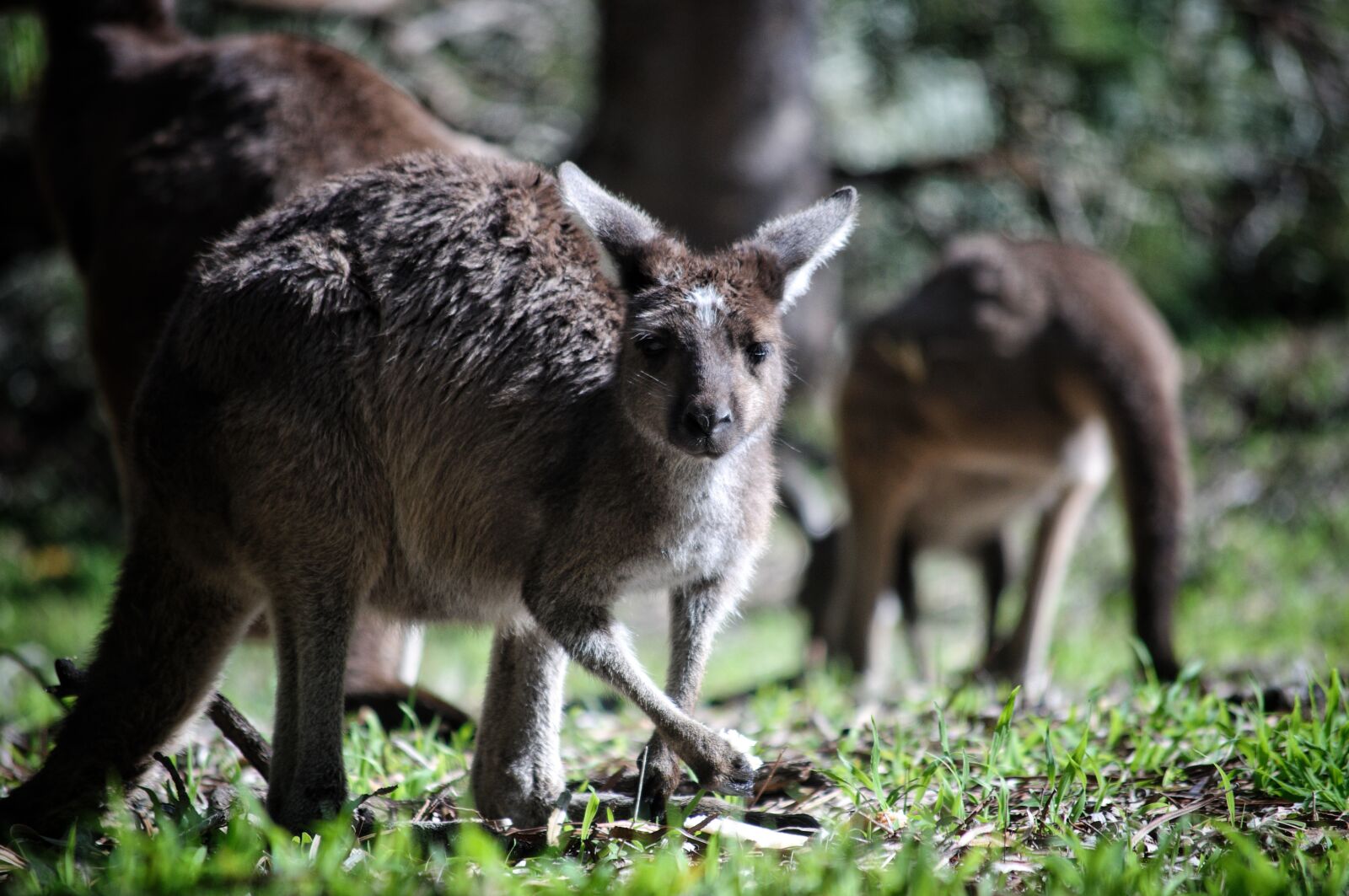 Nikon D90 sample photo. Kangaroo, australia, marsupial photography