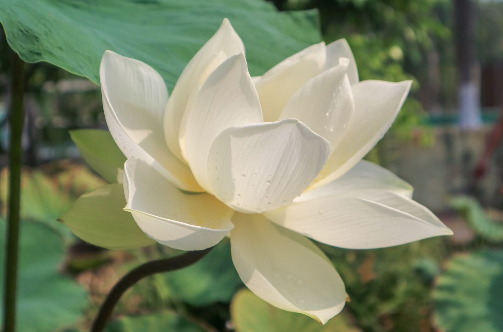 Canon EOS M3 + Canon EF-M 15-45mm F3.5-6.3 IS STM sample photo. Lotus, cute, plant photography