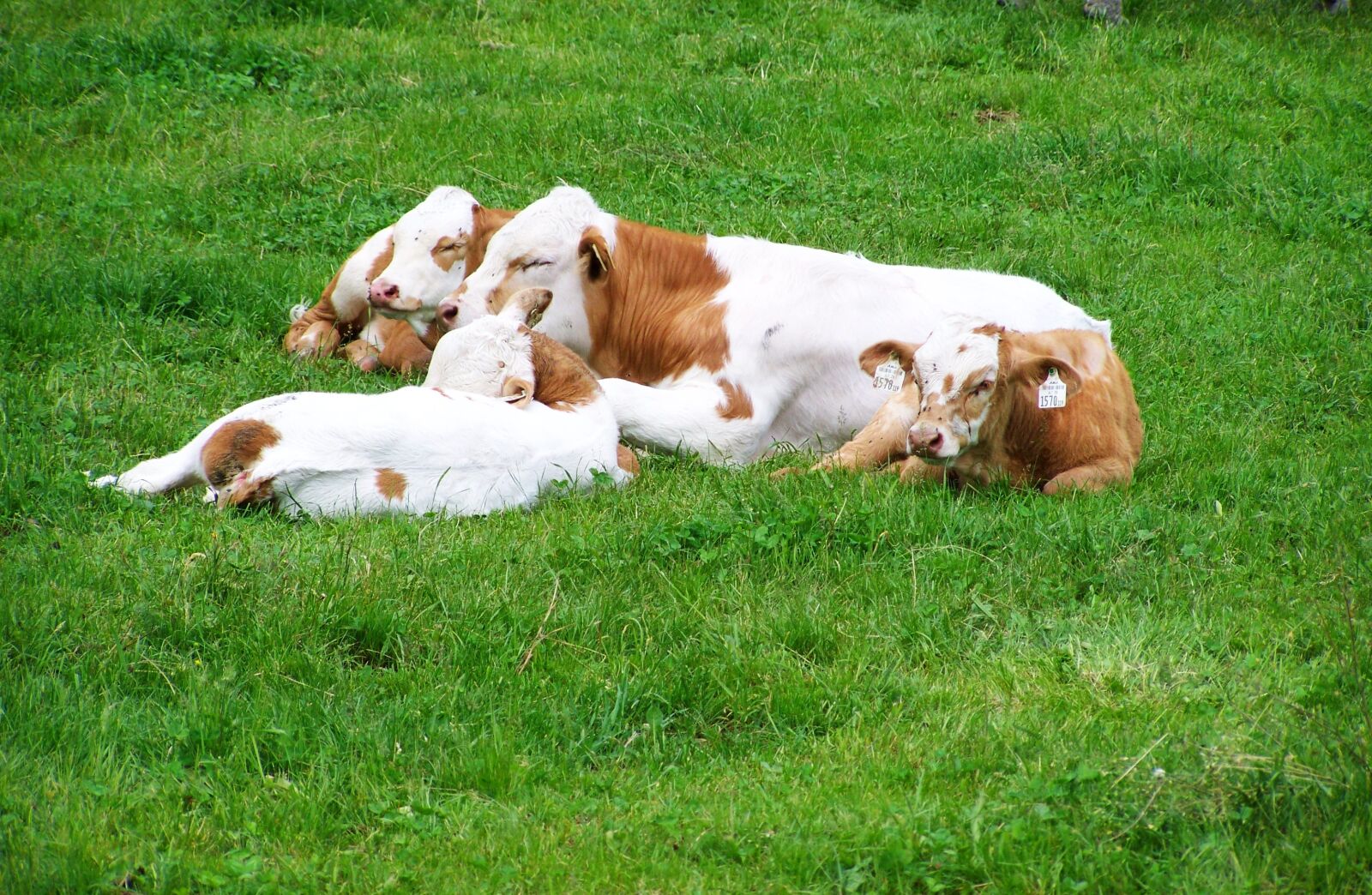 Kodak EASYSHARE ZD710 ZOOM DIGITAL CAMERA sample photo. Cows, family idyll, seating photography