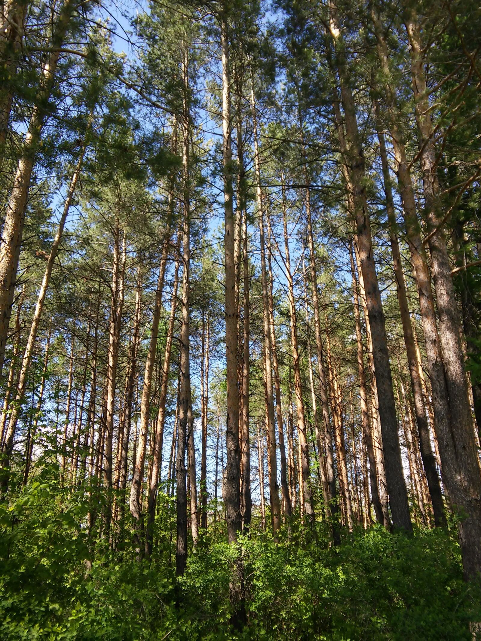 LG G3 S sample photo. Forest, nature, pine photography