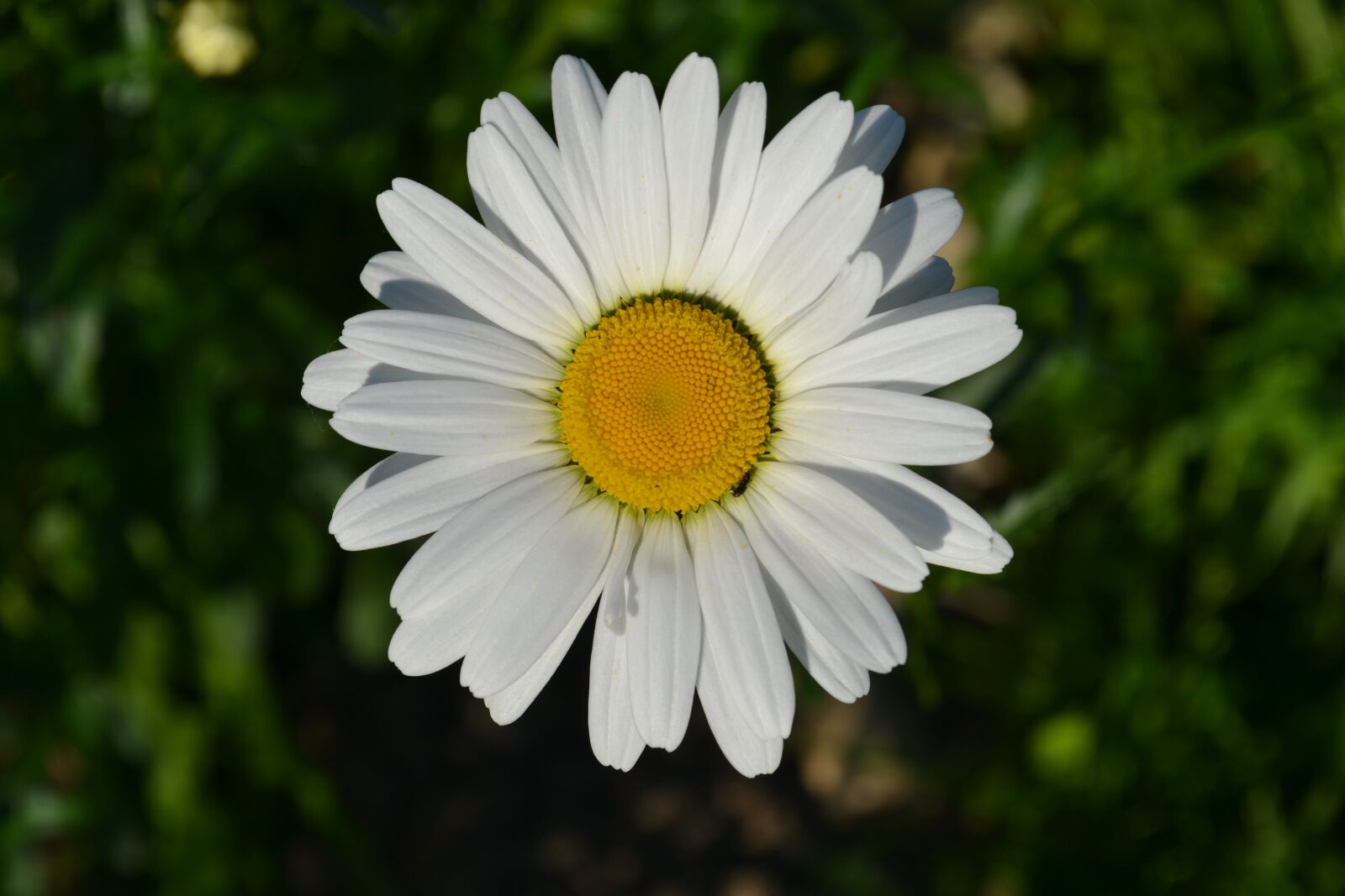 Nikon D3100 sample photo. Daisy, flower, summer photography