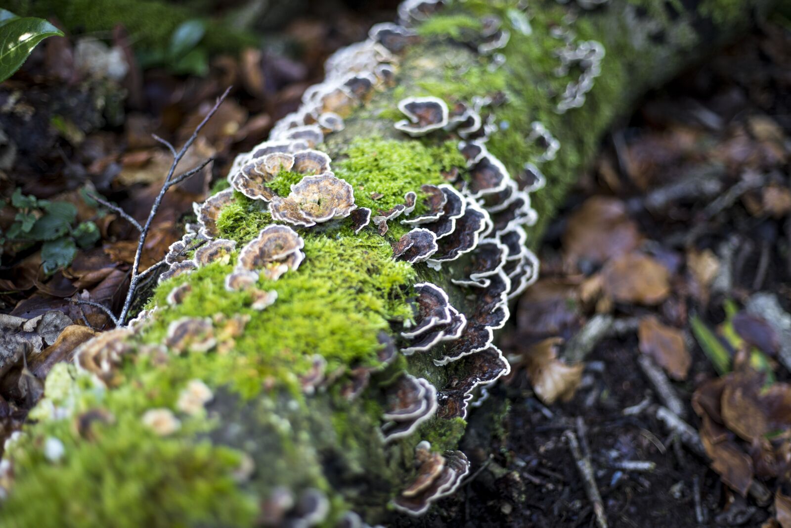 Canon EF 50mm F1.8 STM sample photo. Tree, stump, fungus photography
