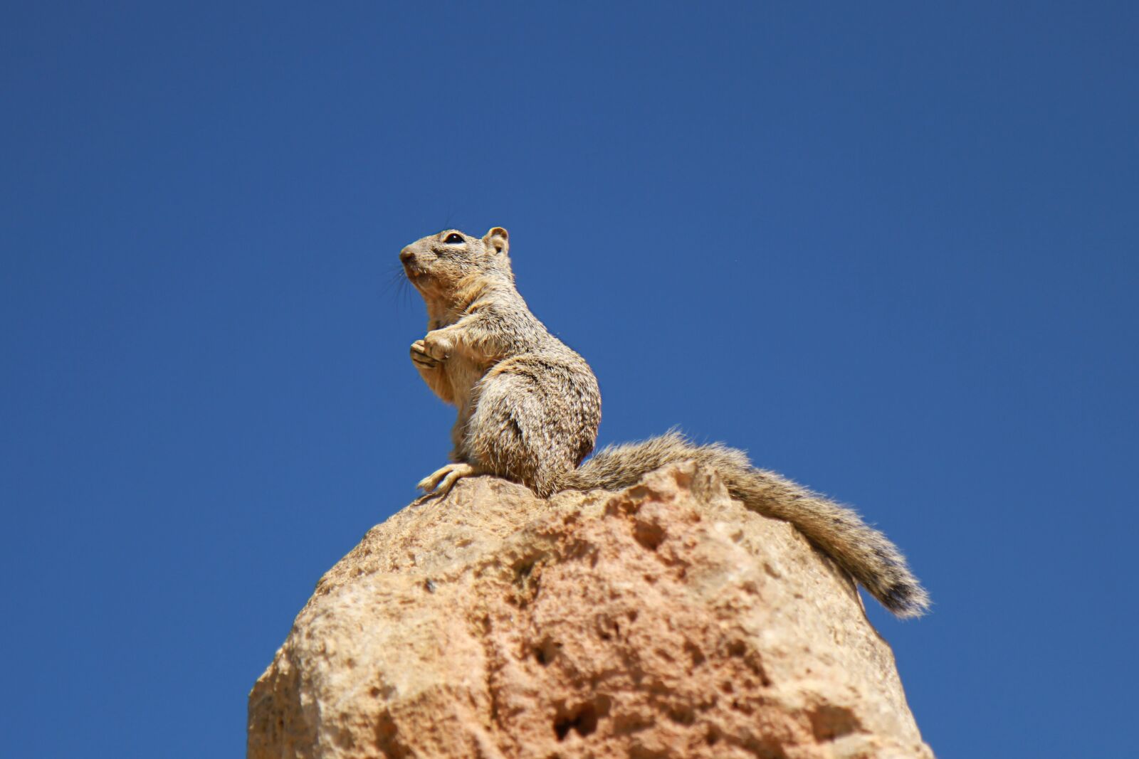 Canon EOS 7D sample photo. Grand canyon, squirrel, animal photography