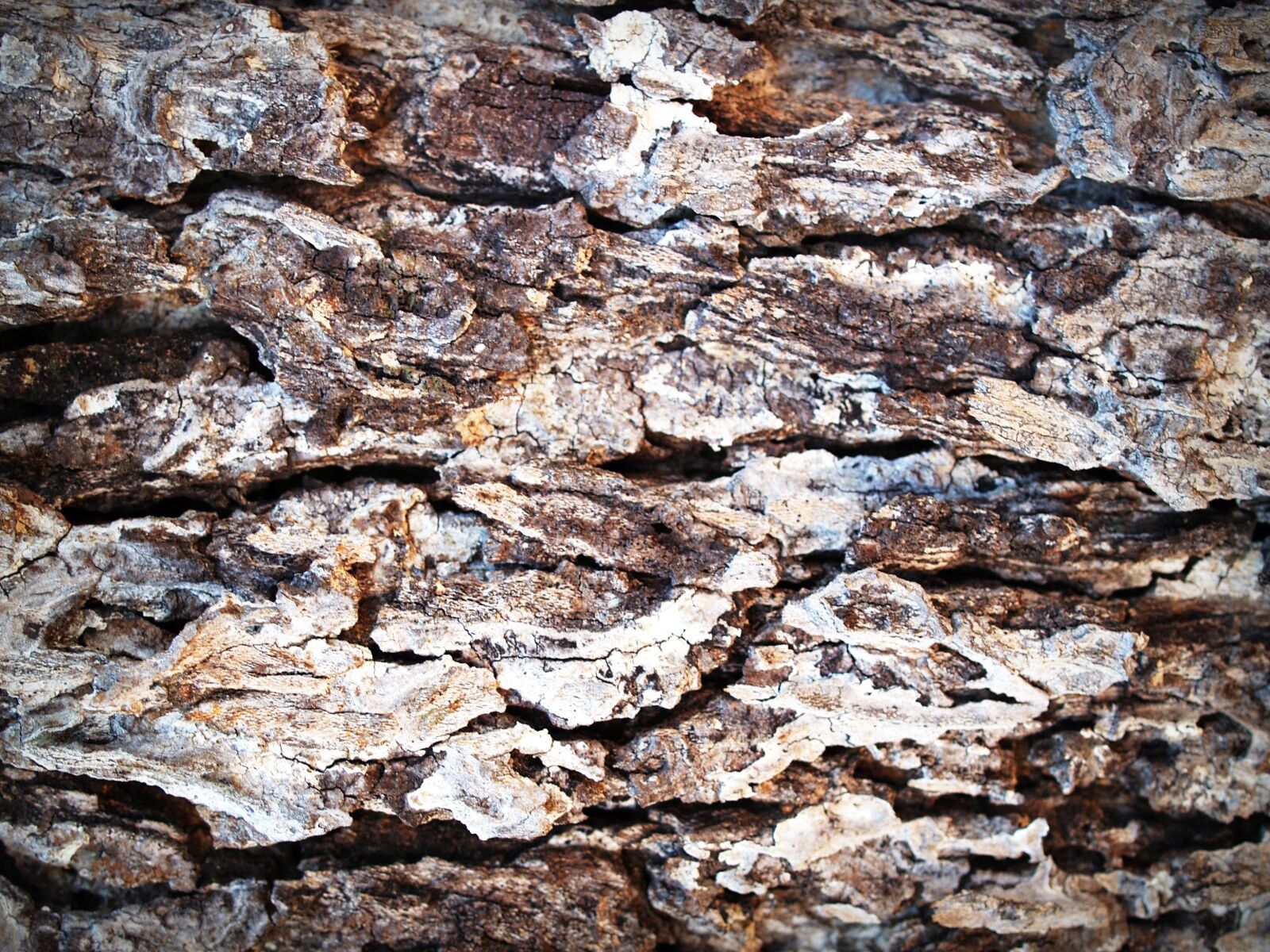Olympus E-300 (EVOLT E-300) sample photo. Aging, bark, brown, detail photography