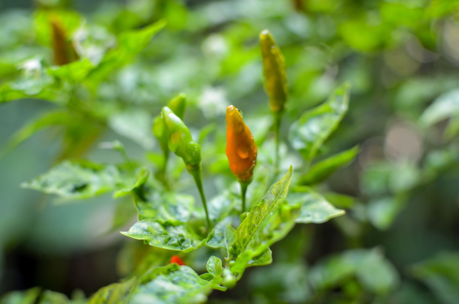 Nikon D5100 sample photo. Fruits, chili, vegetables photography