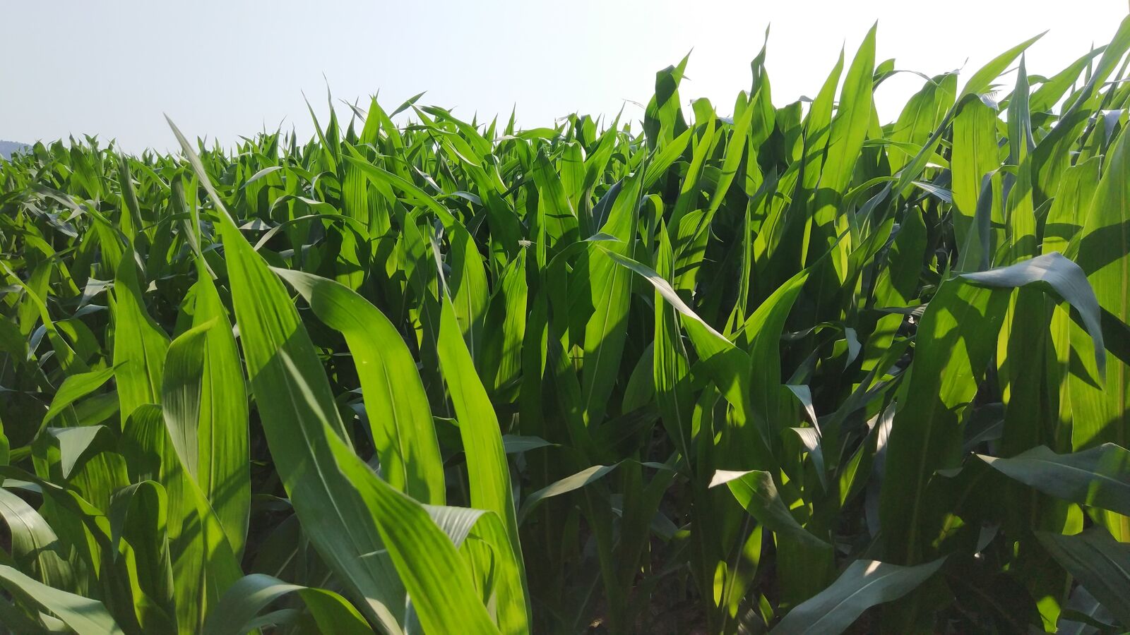 Xiaomi MI 5s sample photo. Egypt, cornfield, agriculture photography