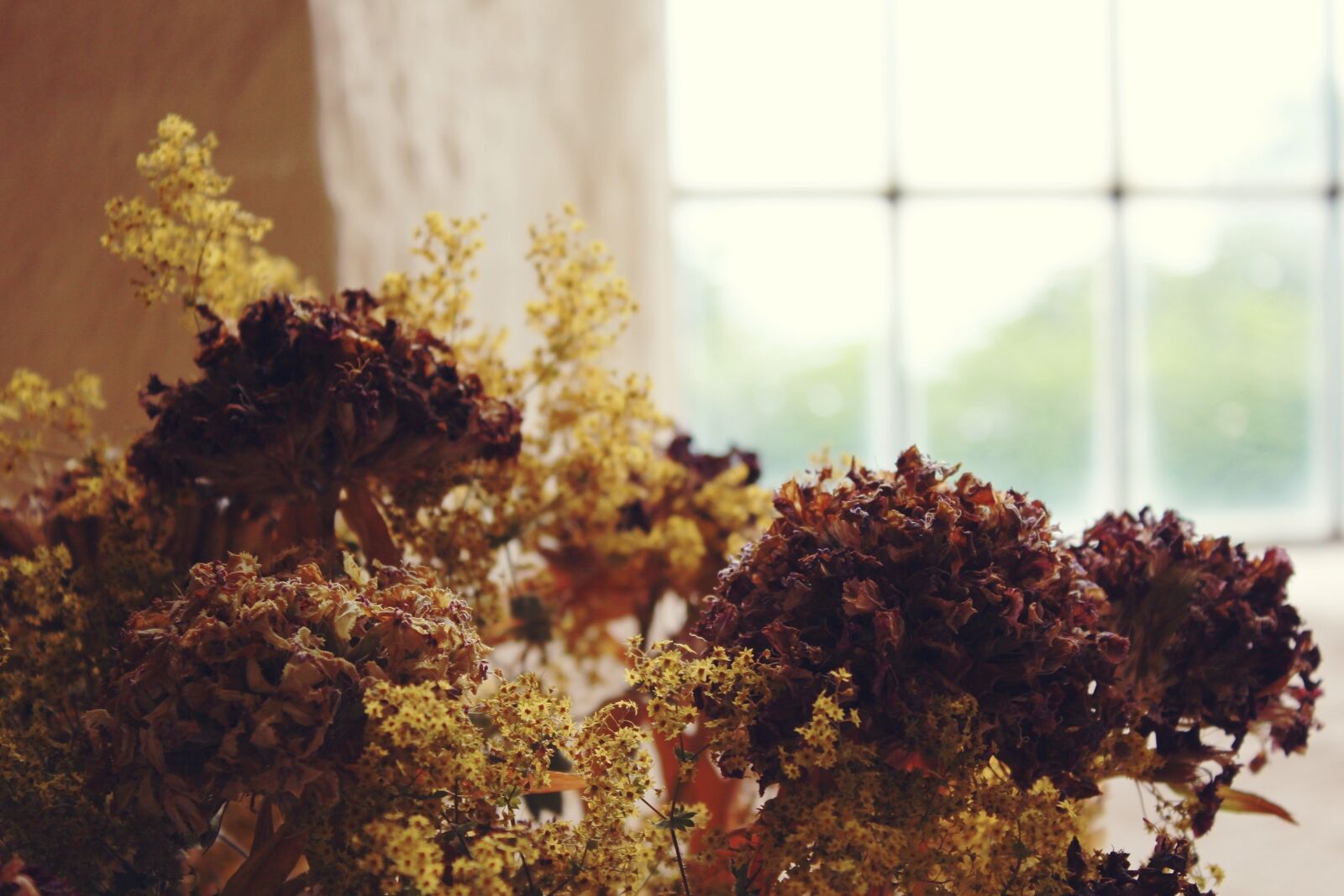 Canon EOS 1200D (EOS Rebel T5 / EOS Kiss X70 / EOS Hi) sample photo. Window, flowers, wall photography