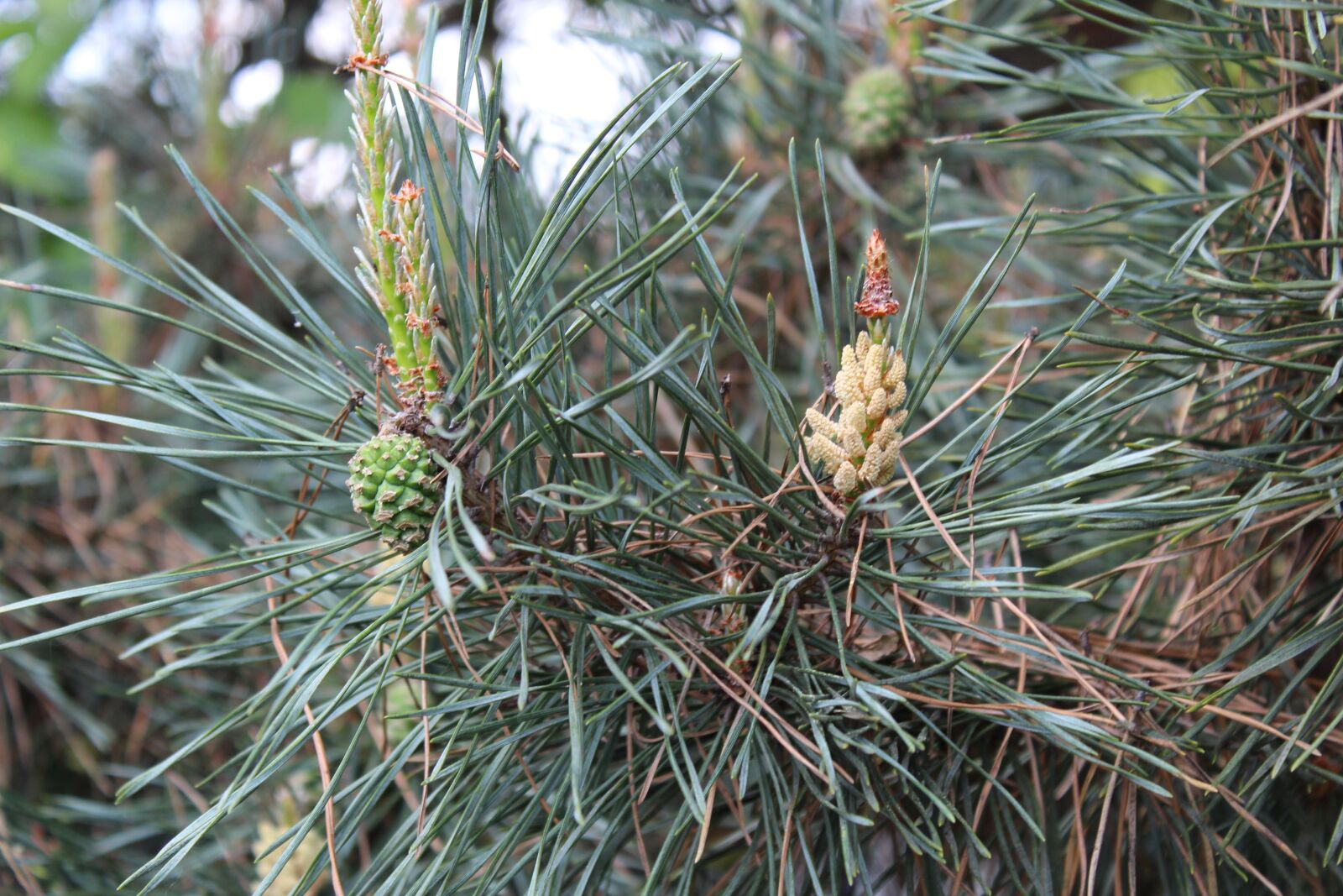 Canon EOS 1300D (EOS Rebel T6 / EOS Kiss X80) sample photo. Tree, nature, plant photography