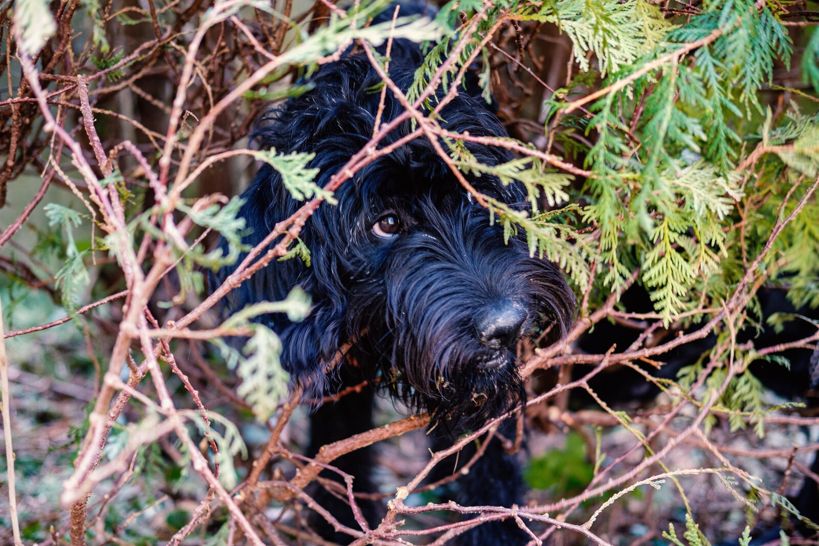 Fujifilm X-T2 + Fujifilm XF 35mm F2 R WR sample photo. Dog, young animal, pet photography
