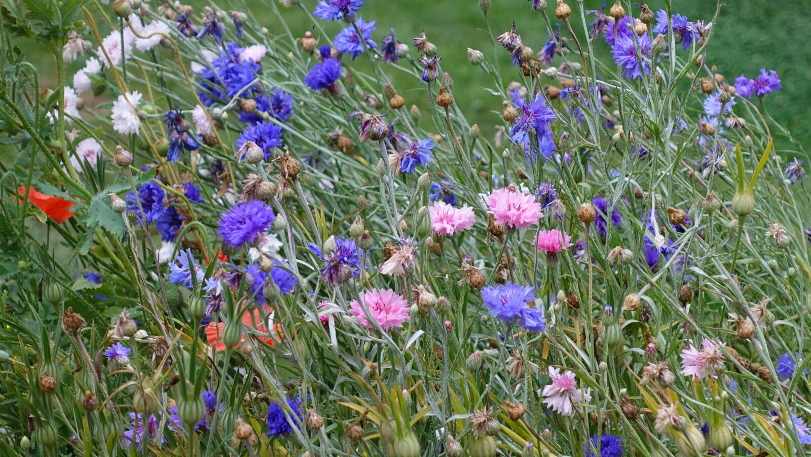 Sony Cyber-shot DSC-RX100 IV sample photo. Flower meadow, nature, bloom photography