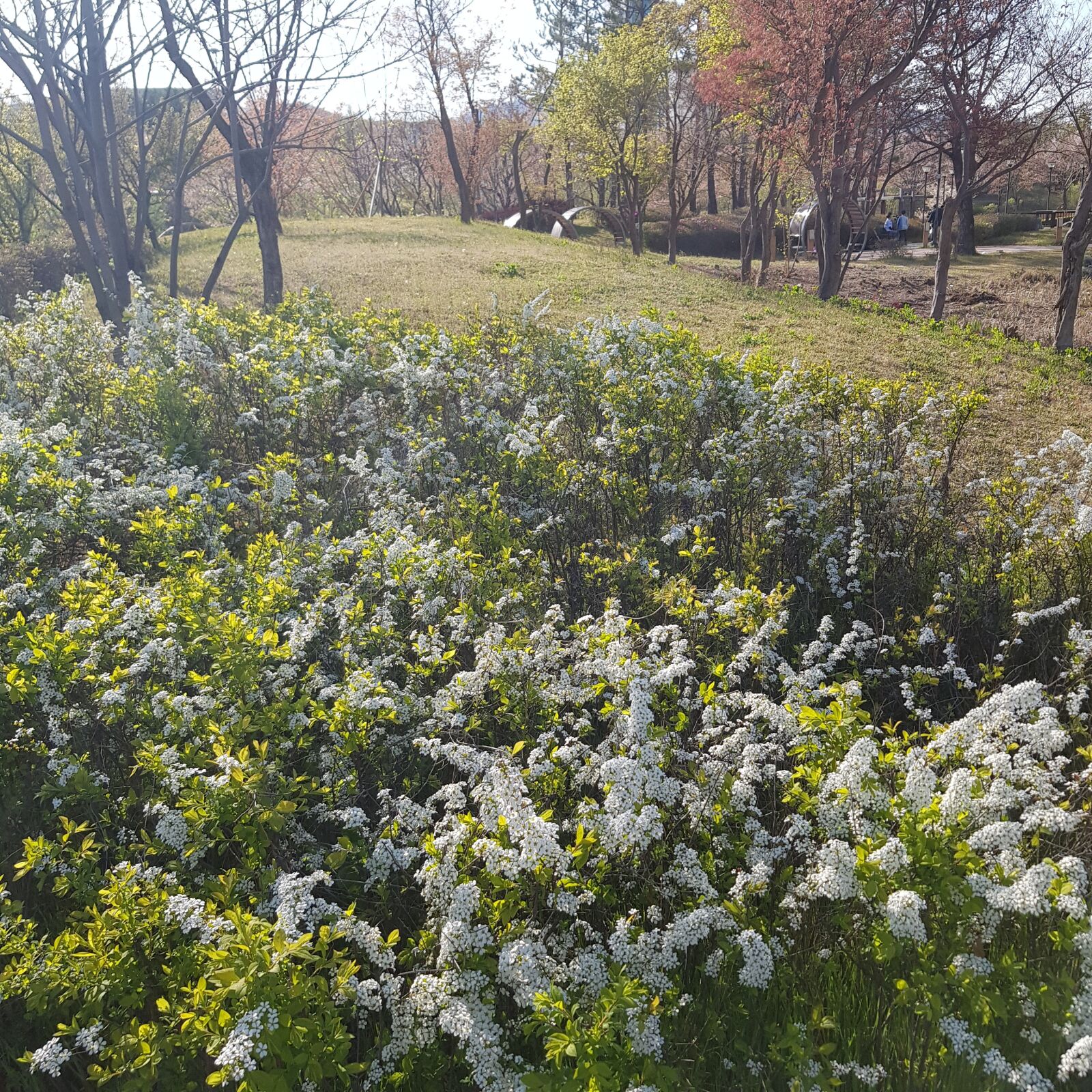 Samsung Galaxy S8 sample photo. Park, shaggy, flowers photography