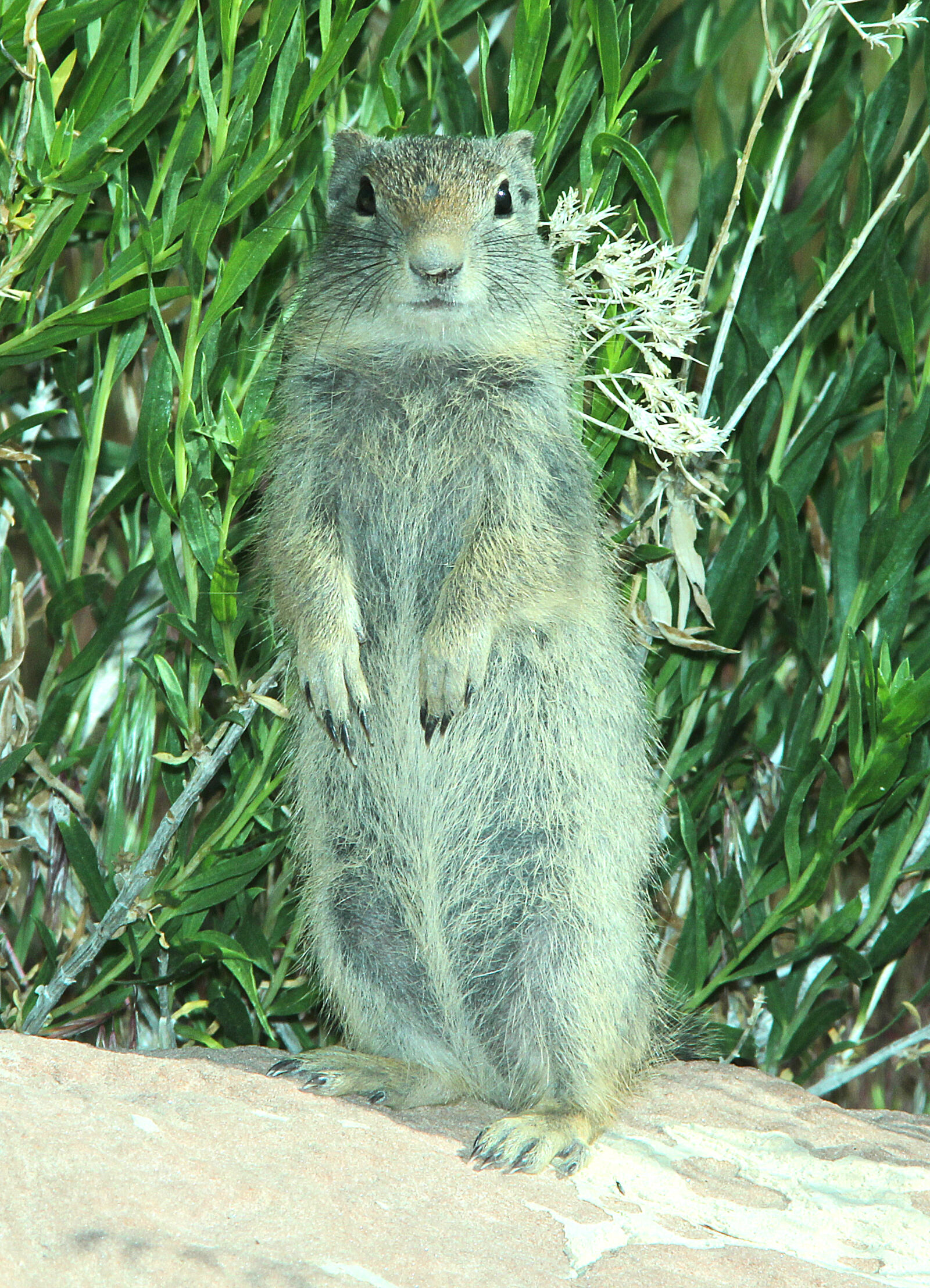 Canon EF 300mm F4L IS USM sample photo