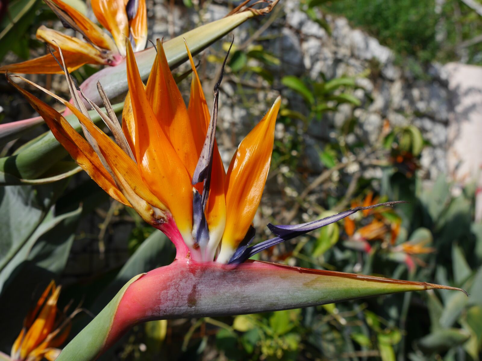 Panasonic Lumix DMC-G6 sample photo. Strelizie, bird of paradise photography