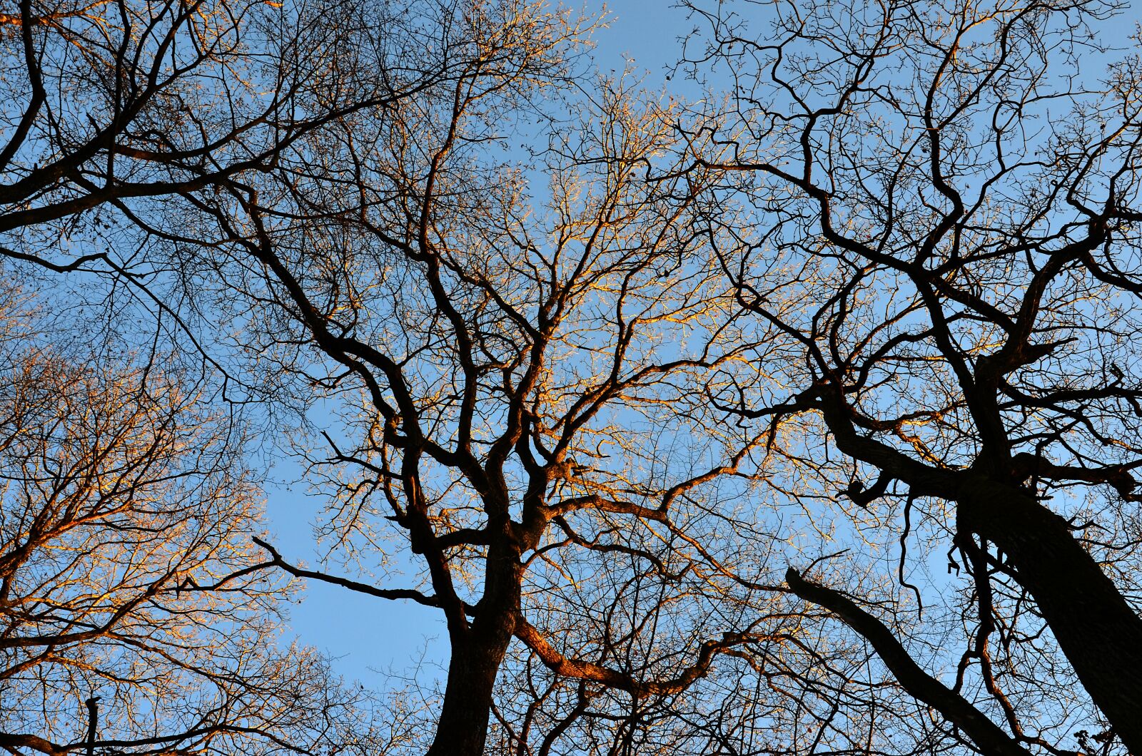 Nikon D5100 sample photo. Trees, summits, nature photography