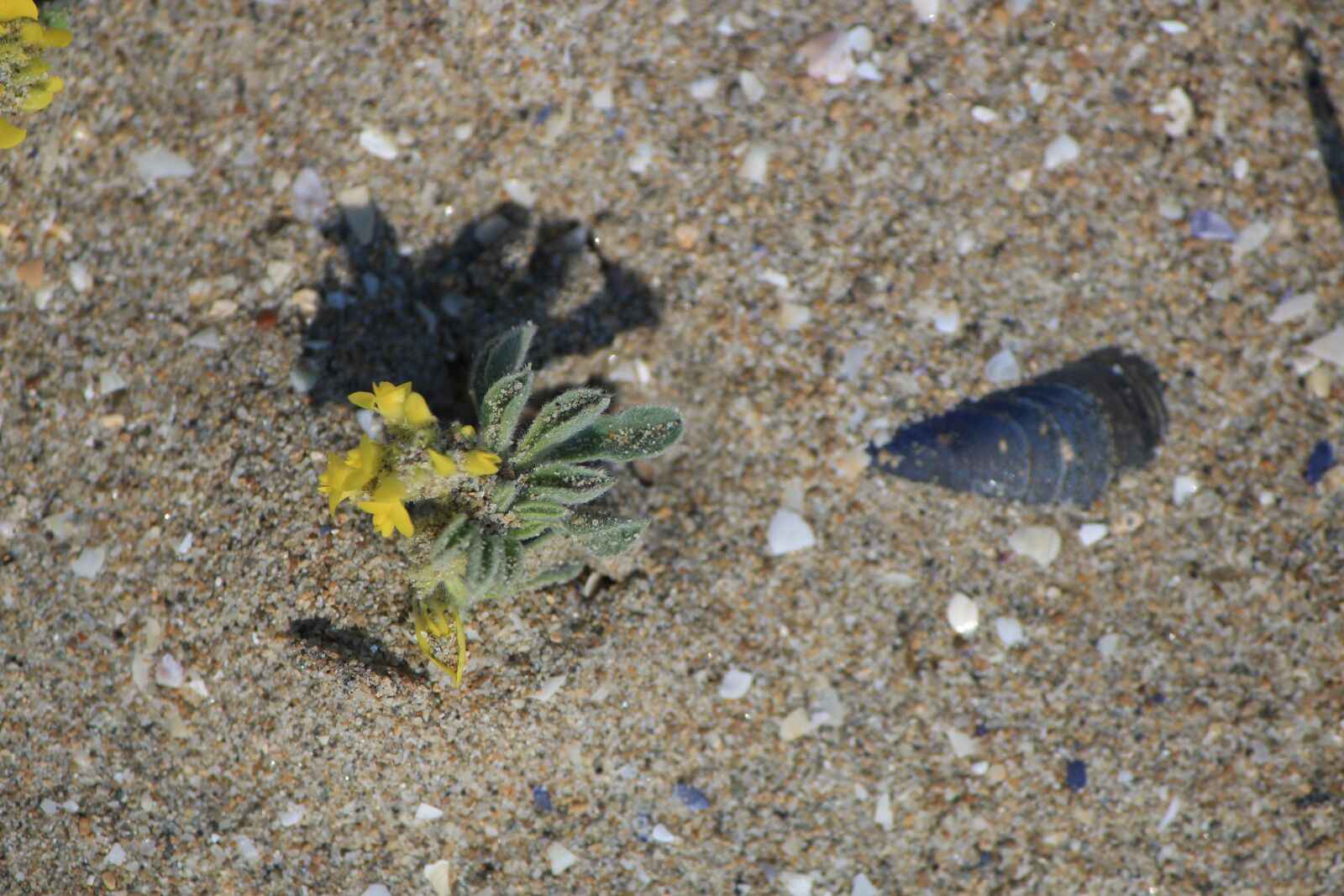 Canon EOS 600D (Rebel EOS T3i / EOS Kiss X5) sample photo. Nature, flower, summer photography