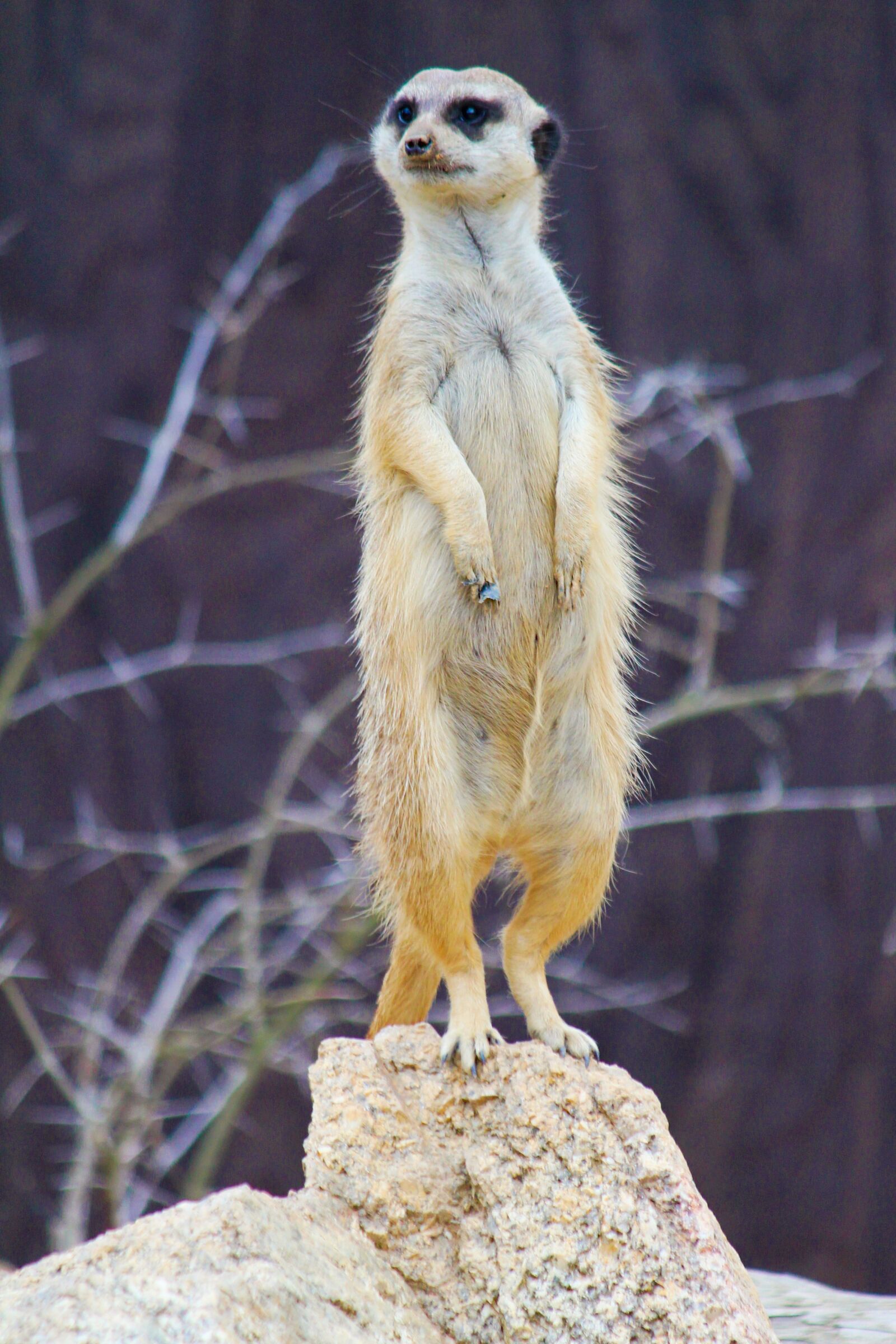Canon EOS 550D (EOS Rebel T2i / EOS Kiss X4) sample photo. Meerkat, beast, african photography