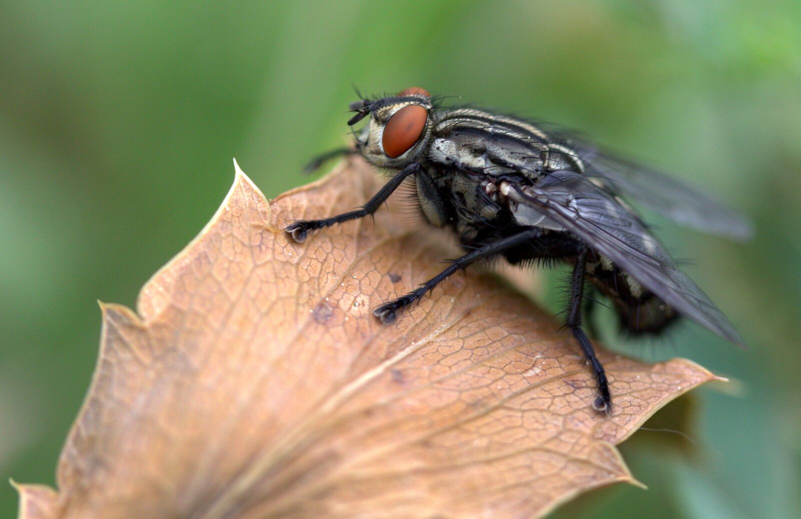 Canon EF-S 60mm F2.8 Macro USM sample photo. Fly, leaf, macro photography