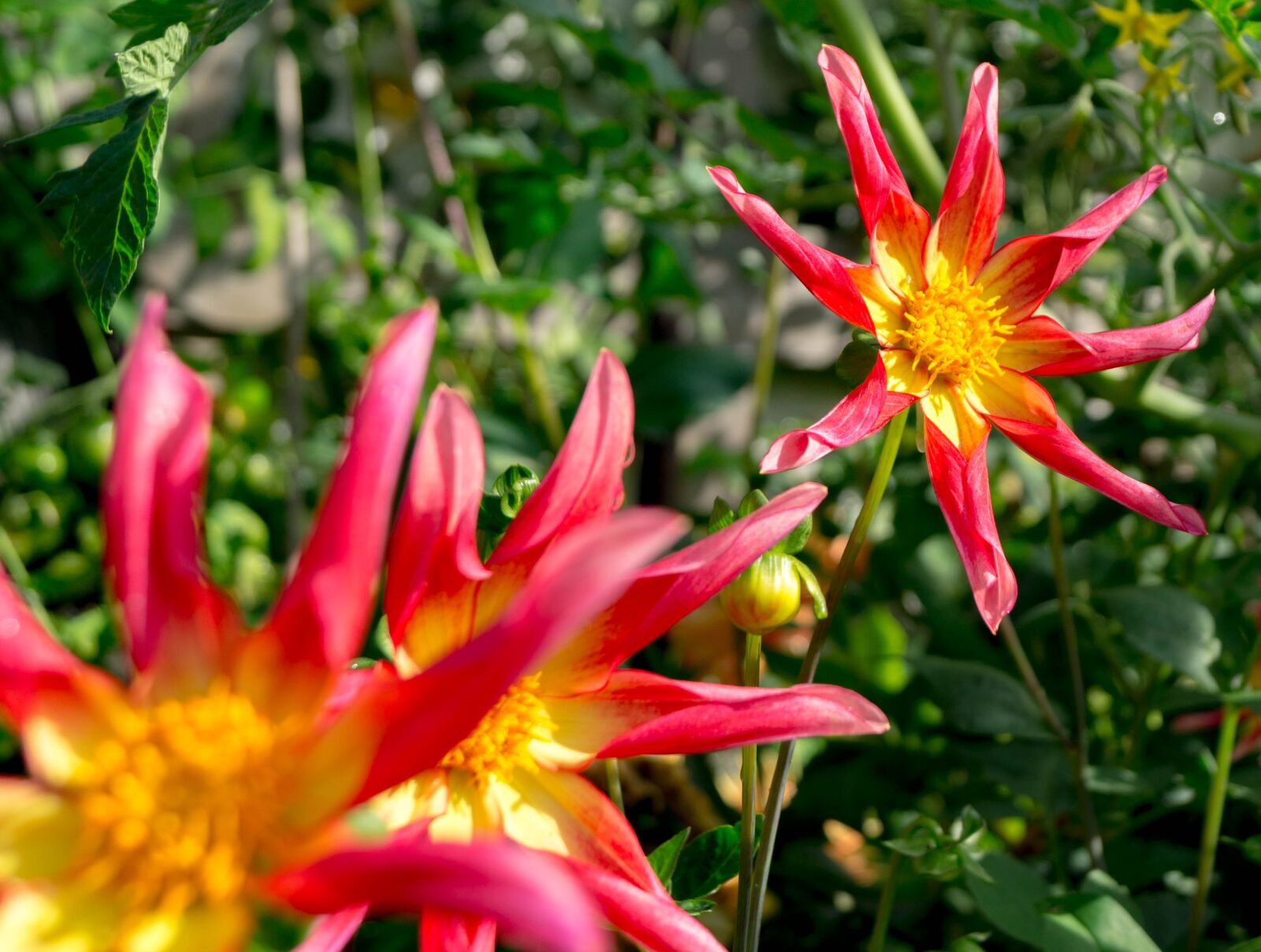 Sony SLT-A37 sample photo. Dahlia, flower, dahlia flower photography