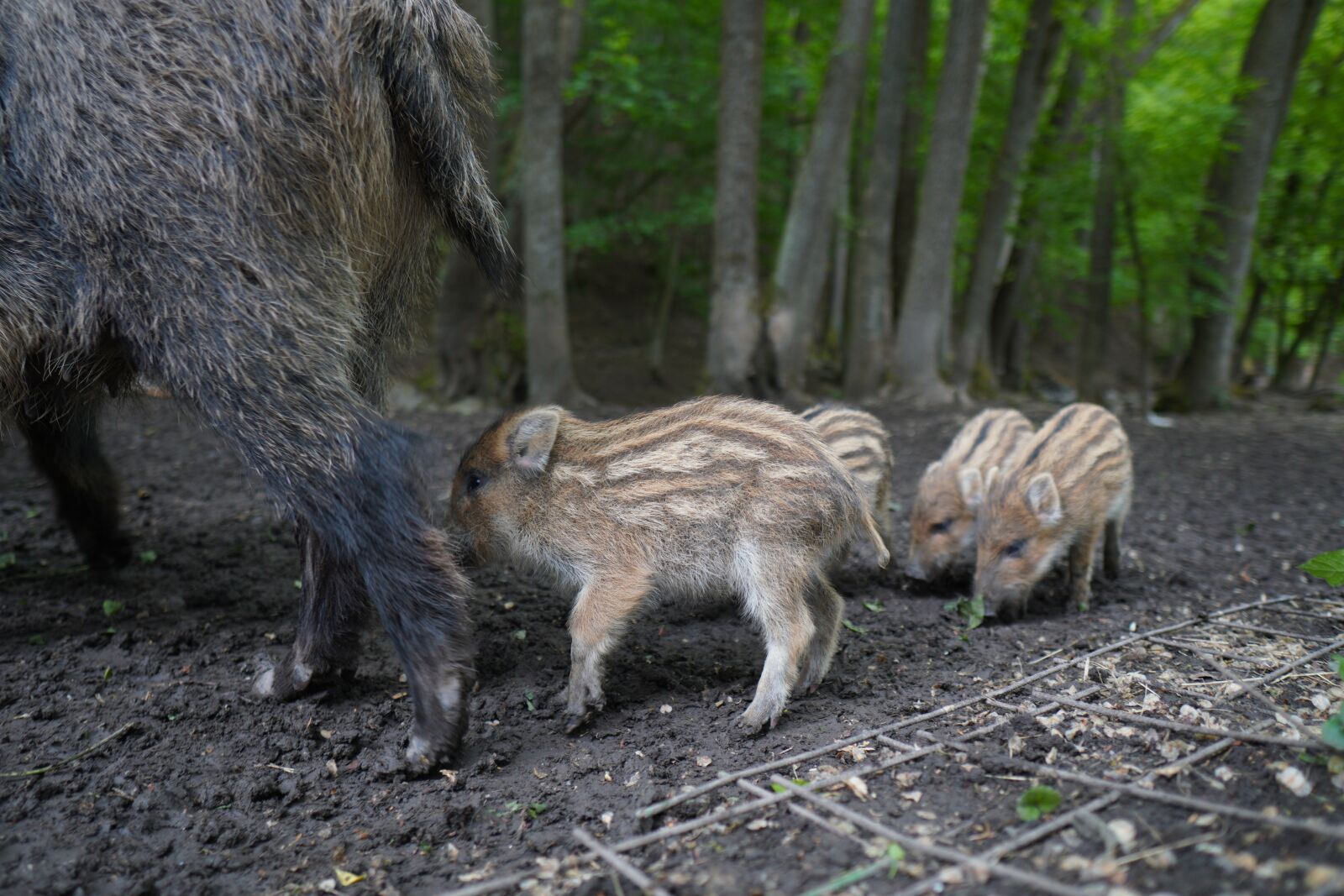 Sony a6400 + Sigma 16mm F1.4 DC DN | C sample photo. Wild boar, pig, sows photography