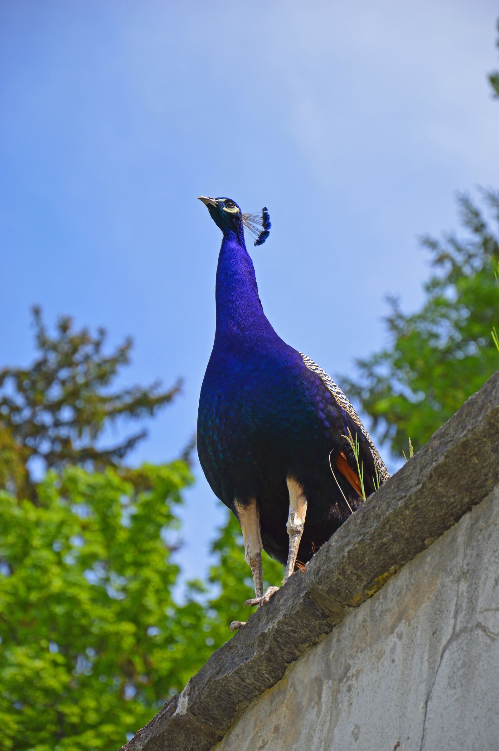 Nikon D3200 sample photo. Peacock, sky, trees photography