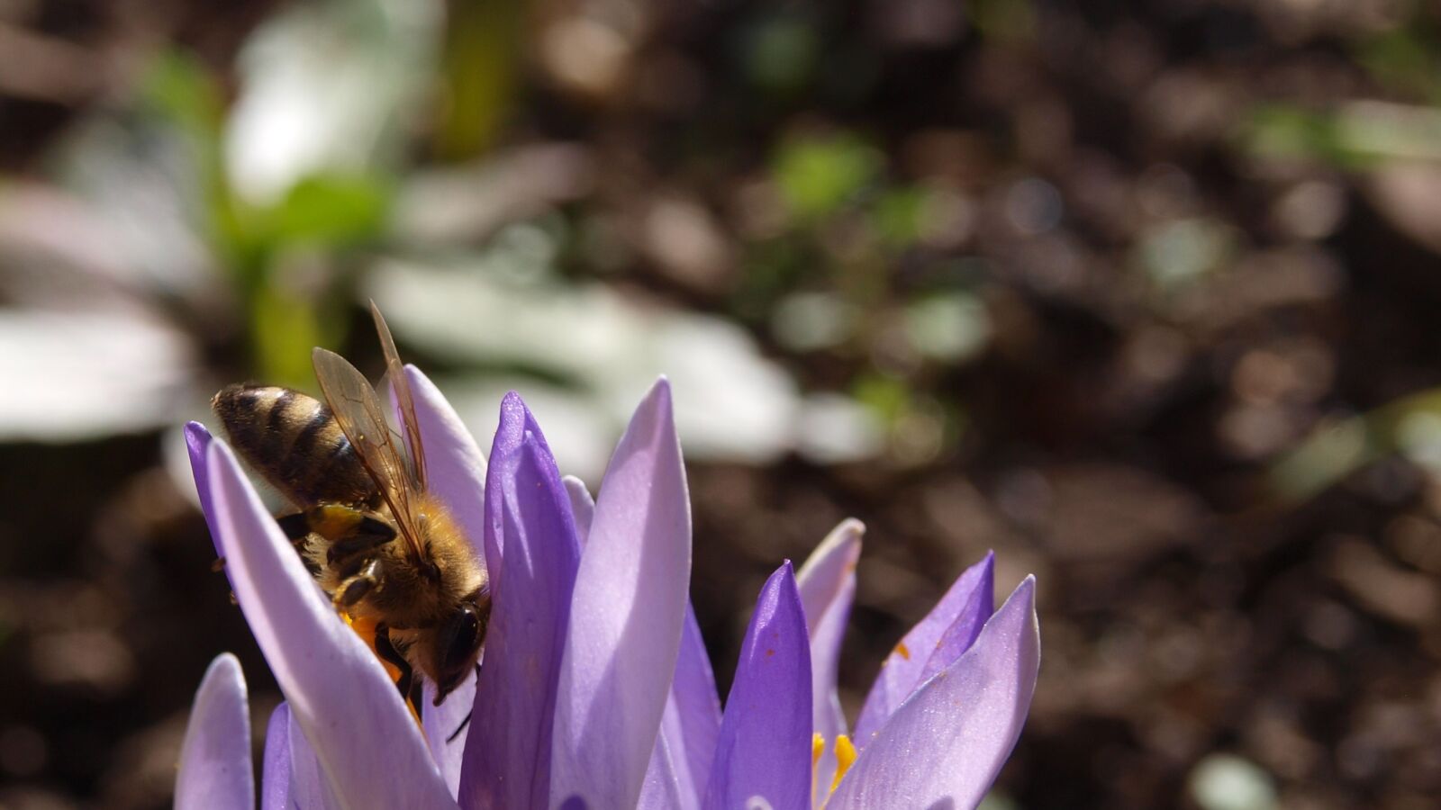 Olympus E-450 (EVOLT E-450) sample photo. Crocus, bee, purple photography