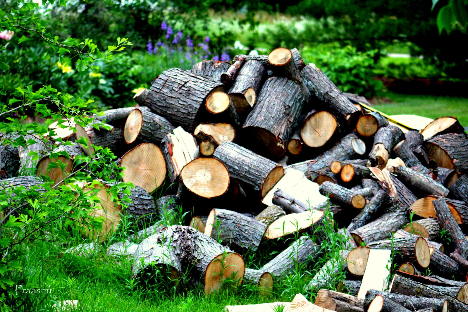 Canon EF 75-300mm f/4-5.6 sample photo. Cutter, wood photography