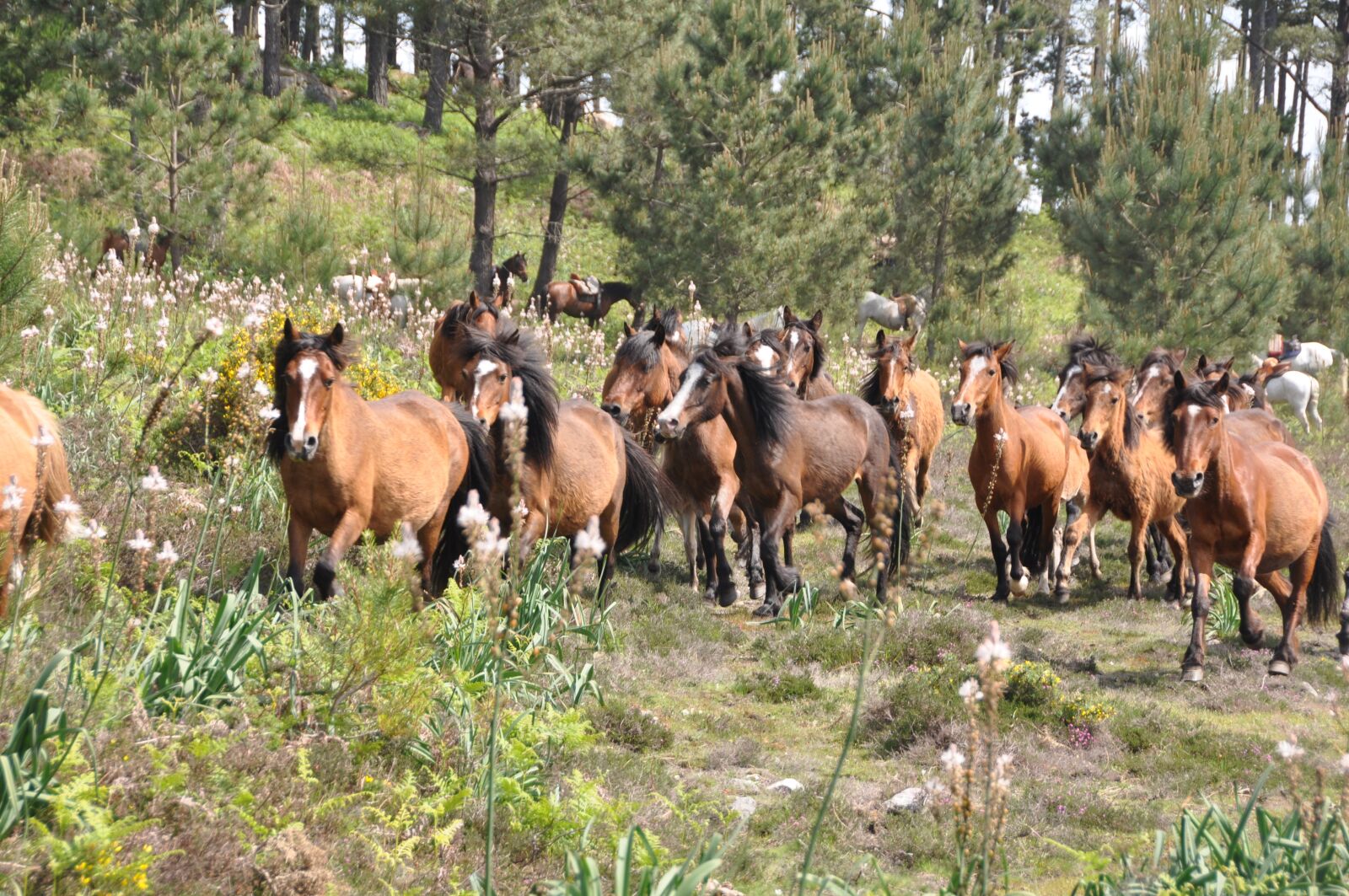 Nikon D90 sample photo. Horses, animals, horse riding photography