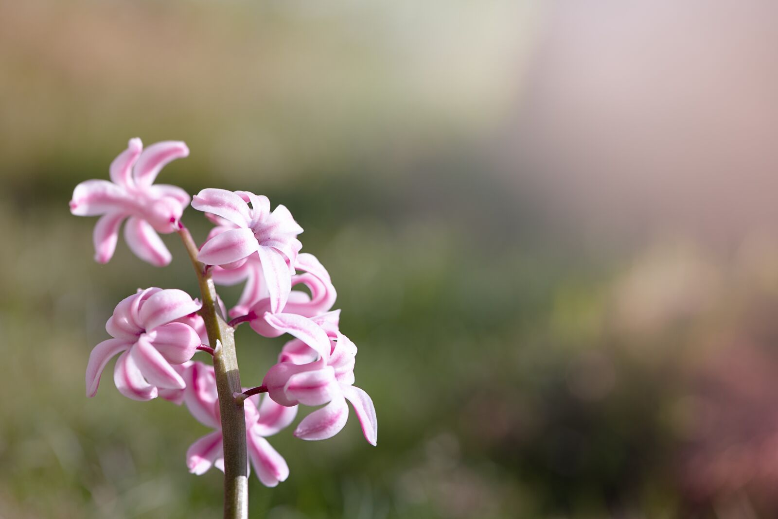 Nikon D750 sample photo. Hyacinth, pink, pink hyacinth photography