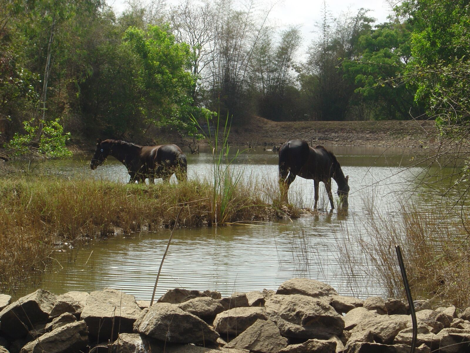 Sony DSC-P10 sample photo. Wildlife, horses, india photography