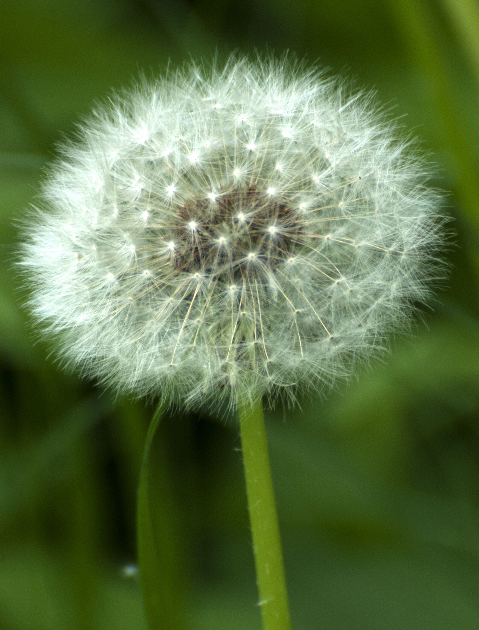 Nikon D80 sample photo. Dandelion, flower, flowers of photography
