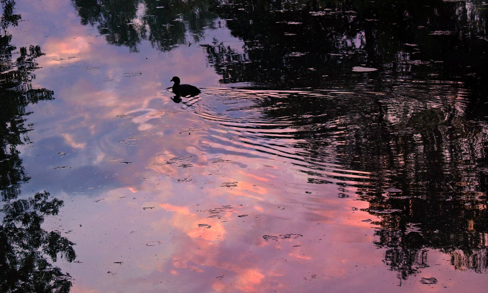 Nikon Coolpix P900 sample photo. Pond, water, reflections photography