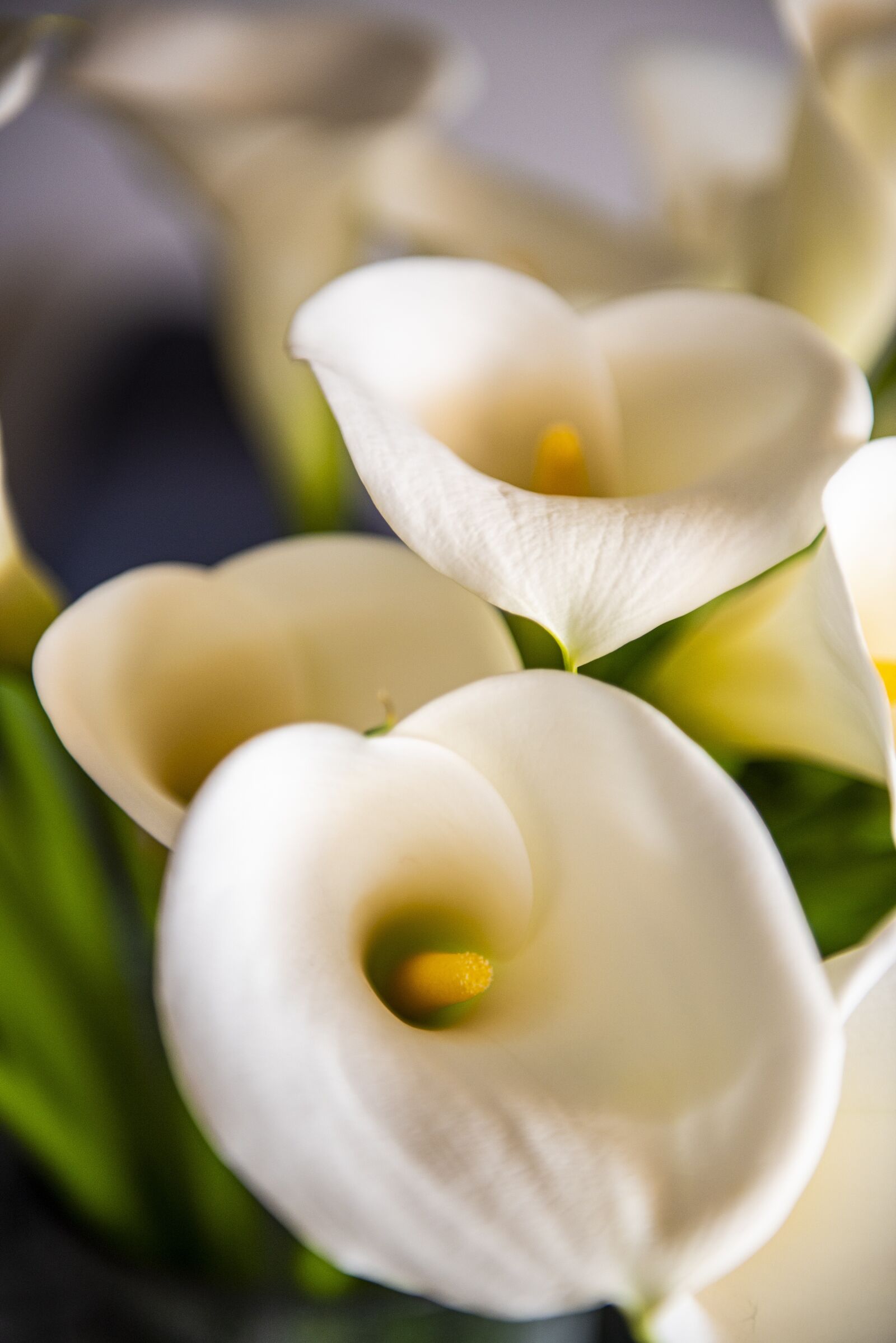 Nikon D750 sample photo. Calla, flower, nature photography
