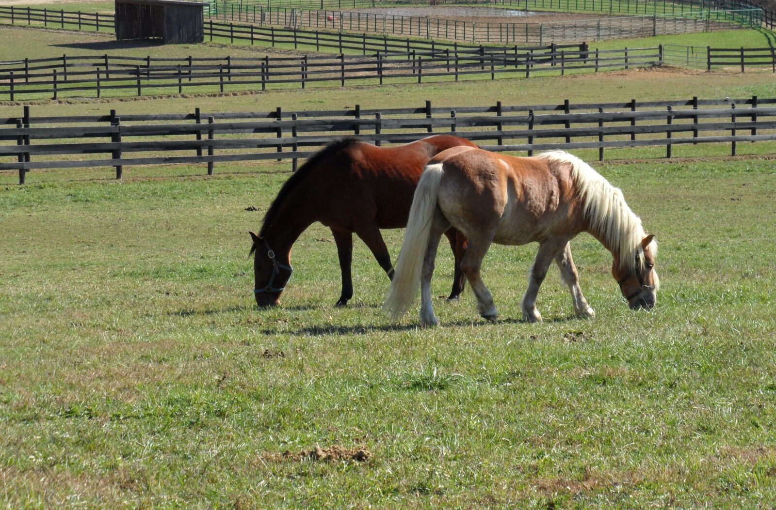 Samsung WB600 / VLUU WB600 /  WB610 sample photo. Horses, field, pasture photography