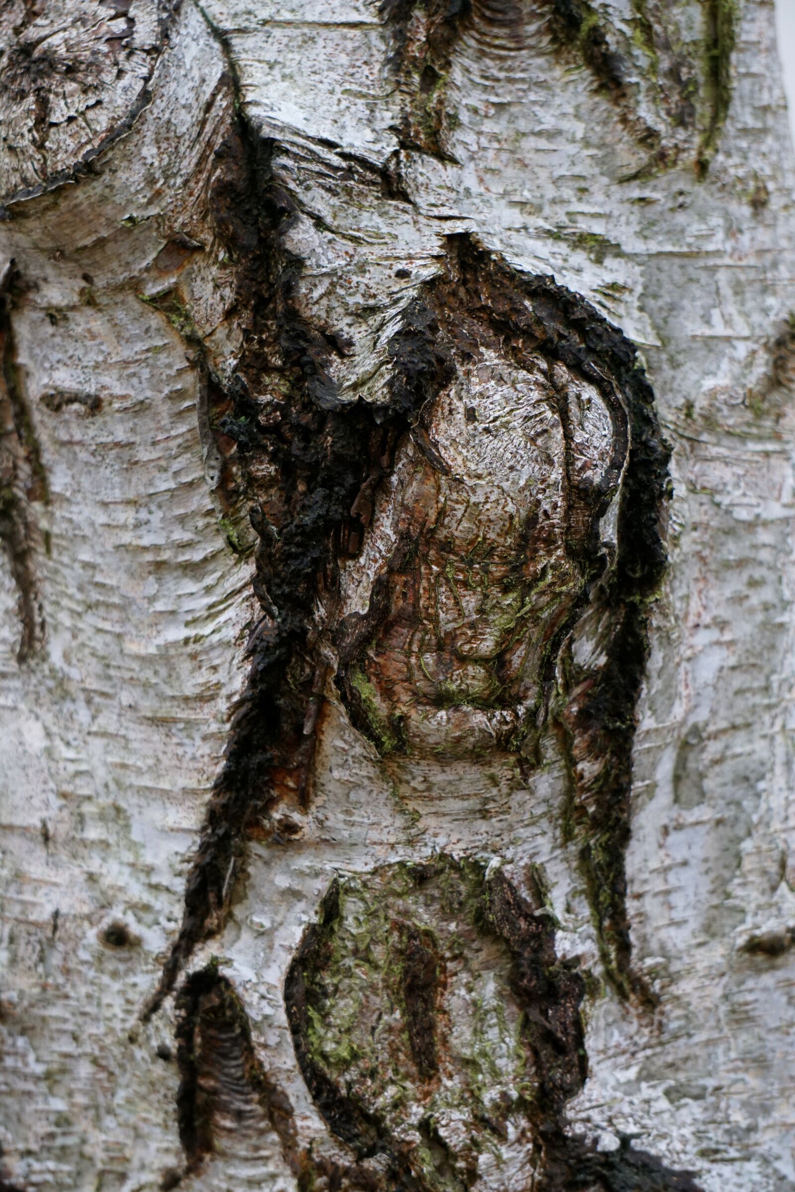 Sony E 55-210mm F4.5-6.3 OSS sample photo. Tree, bark, log photography