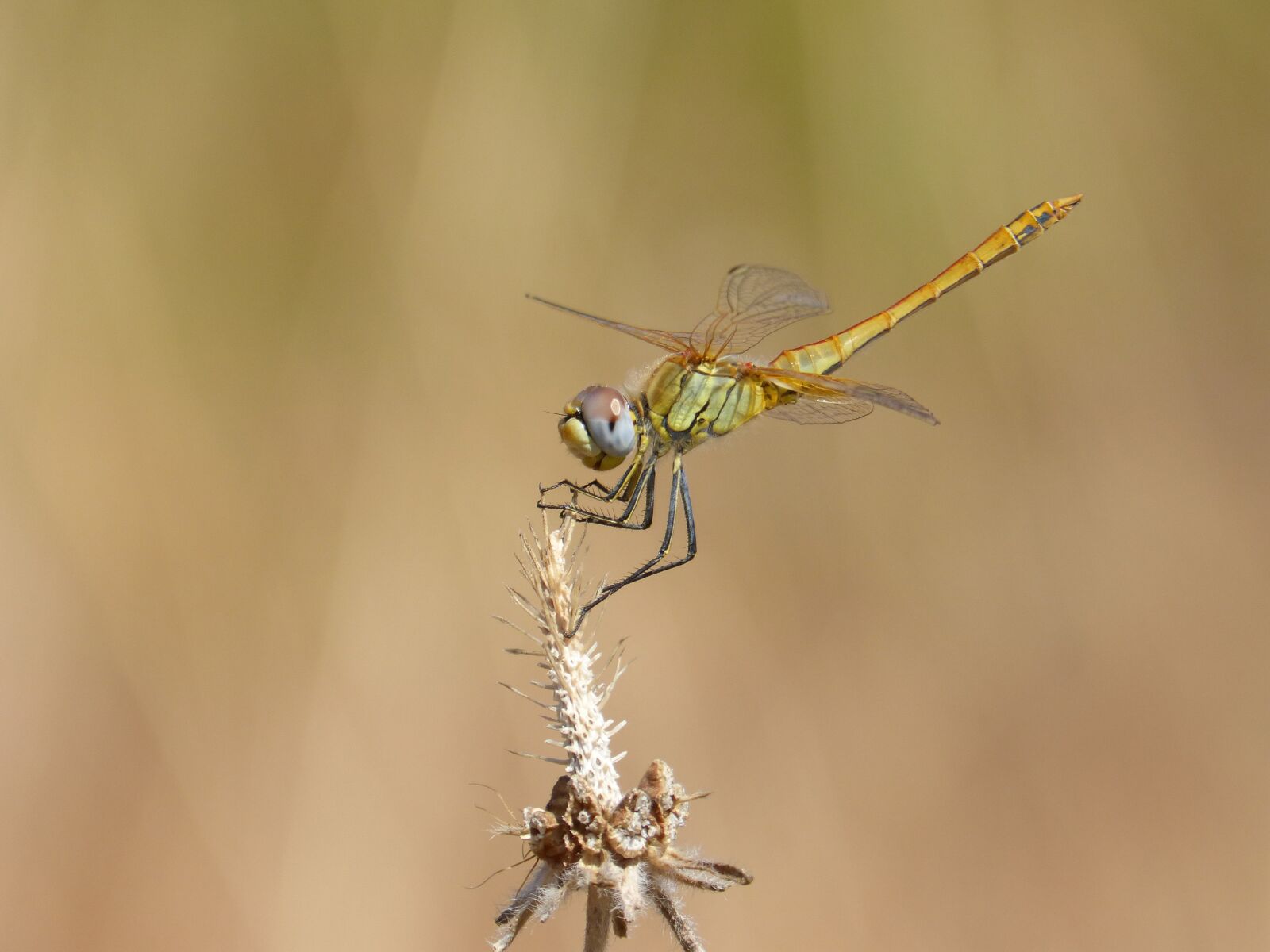 Panasonic DMC-FZ62 sample photo. Dragonfly, insect, dry flower photography