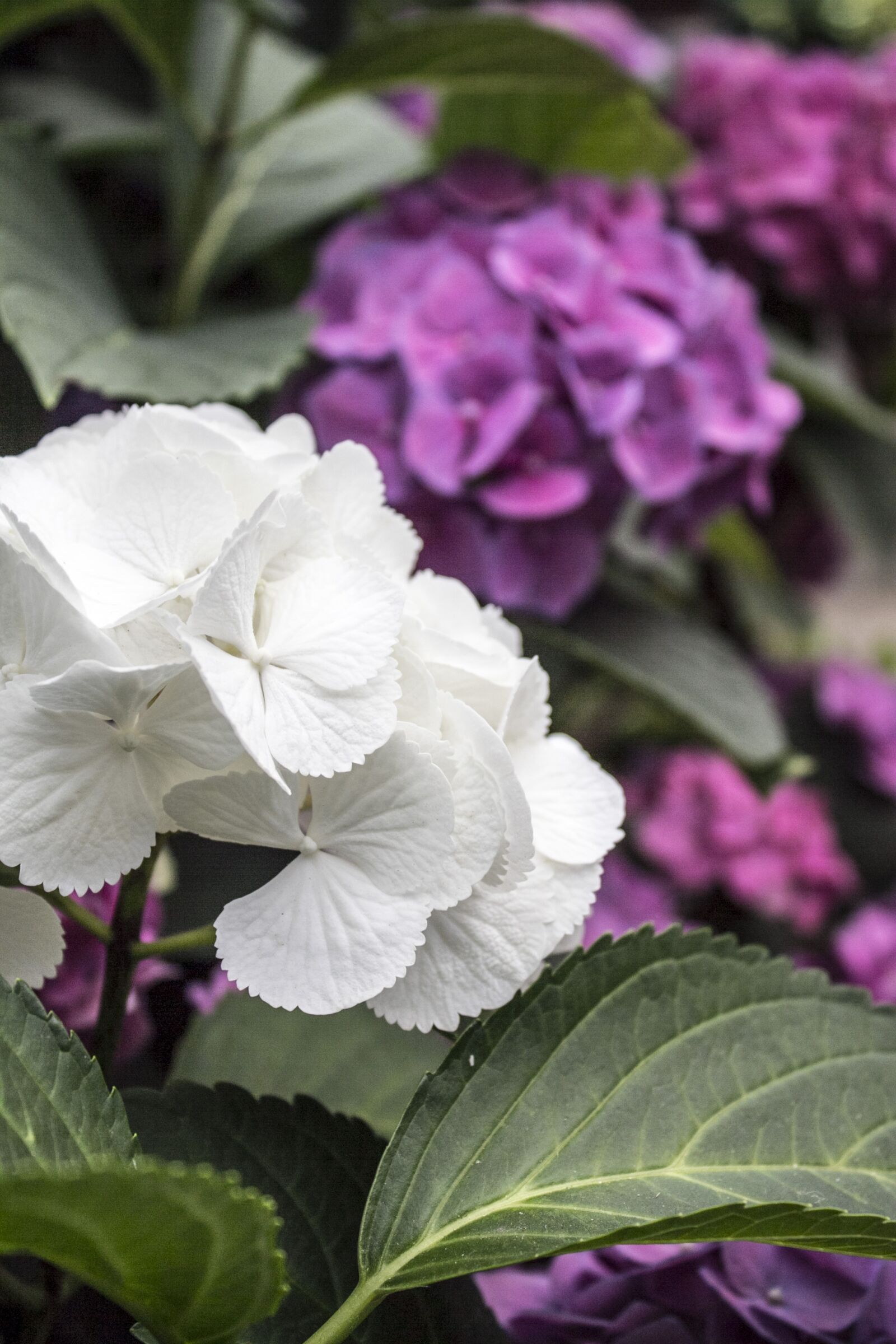 Canon EOS 60D sample photo. Hydrangea, white, purple photography
