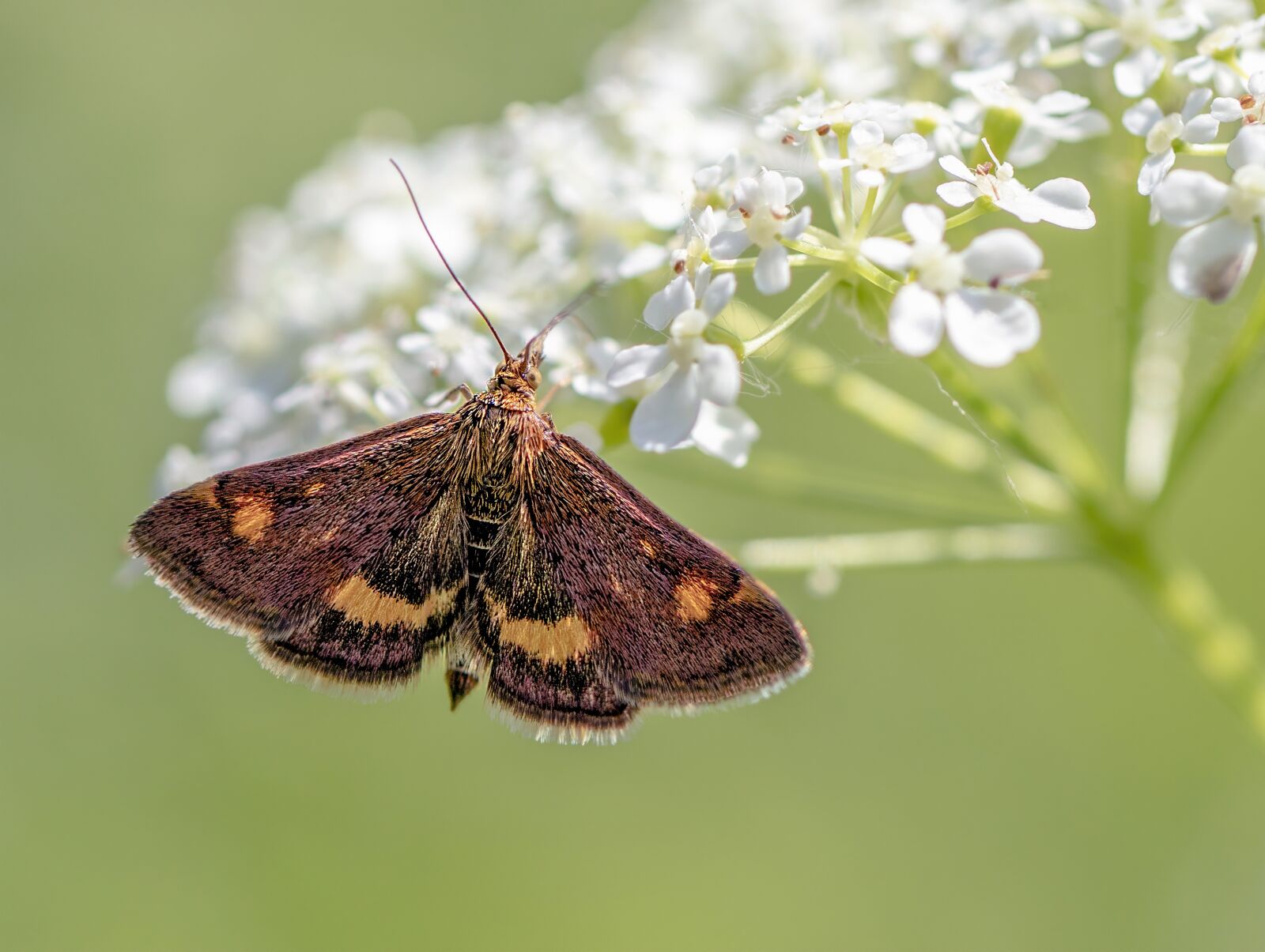 Canon EF 100mm F2.8L Macro IS USM sample photo. Mint moth, tiny, micro photography
